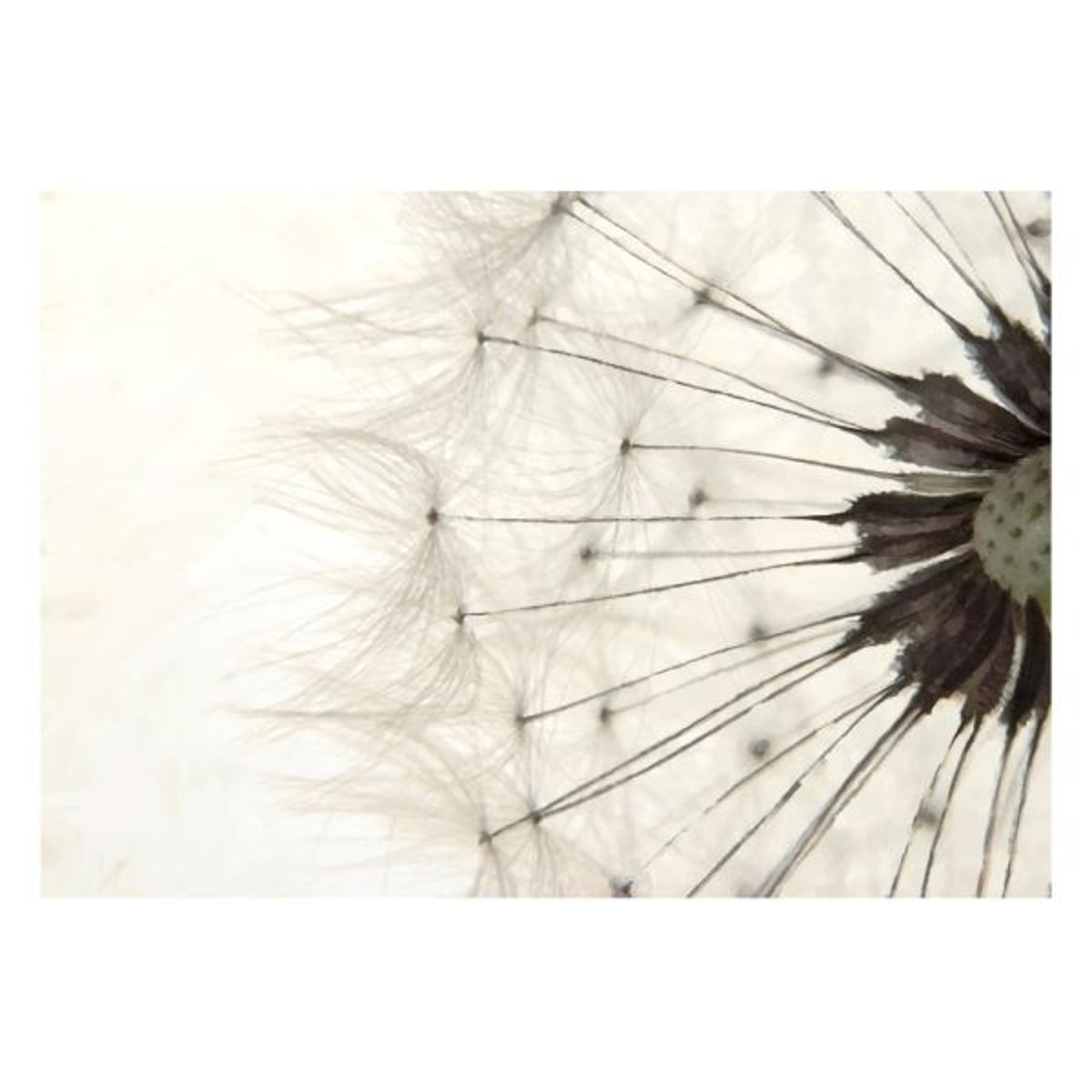 Papier peint intissé panoramique Fleurs White Dandelion gris / argent, EDEN