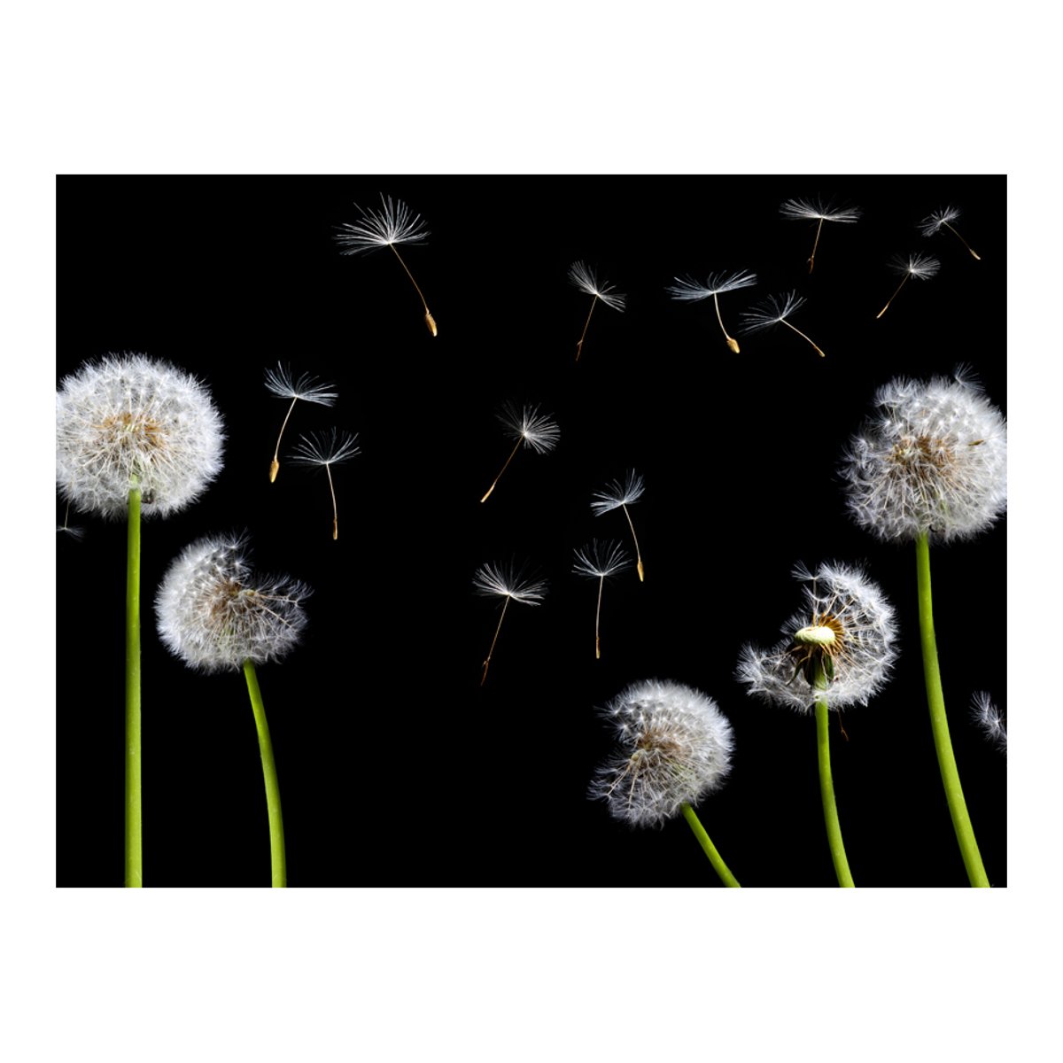 Papier peint intissé panoramique Fleurs Pissenlits au vent noir, EDEN