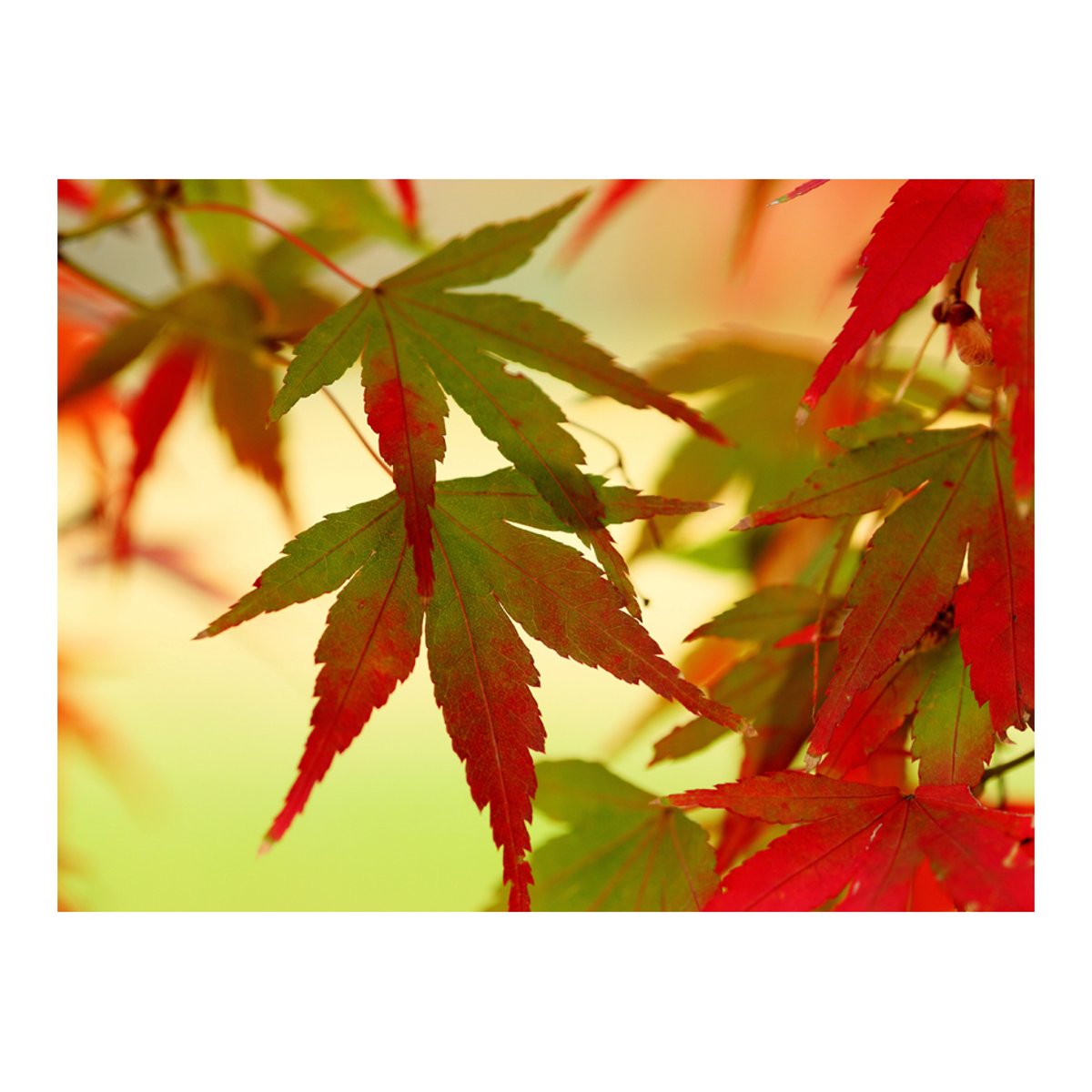 Papier peint intissé panoramique Paysage Feuilles colorées multicouleur, EDEN