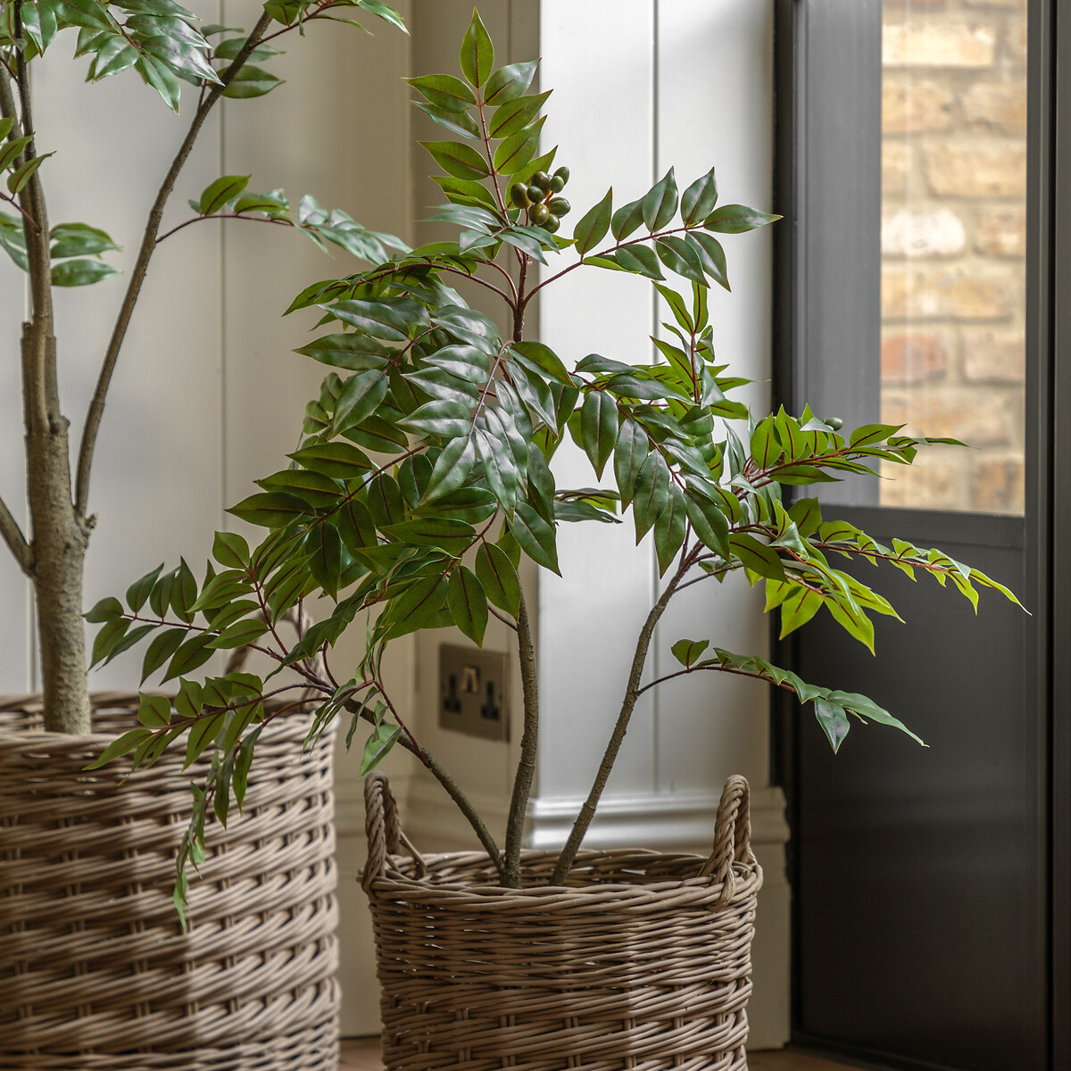 3ft Potted Chinese White Olive Tree dark green/light green, ÉDITÉ