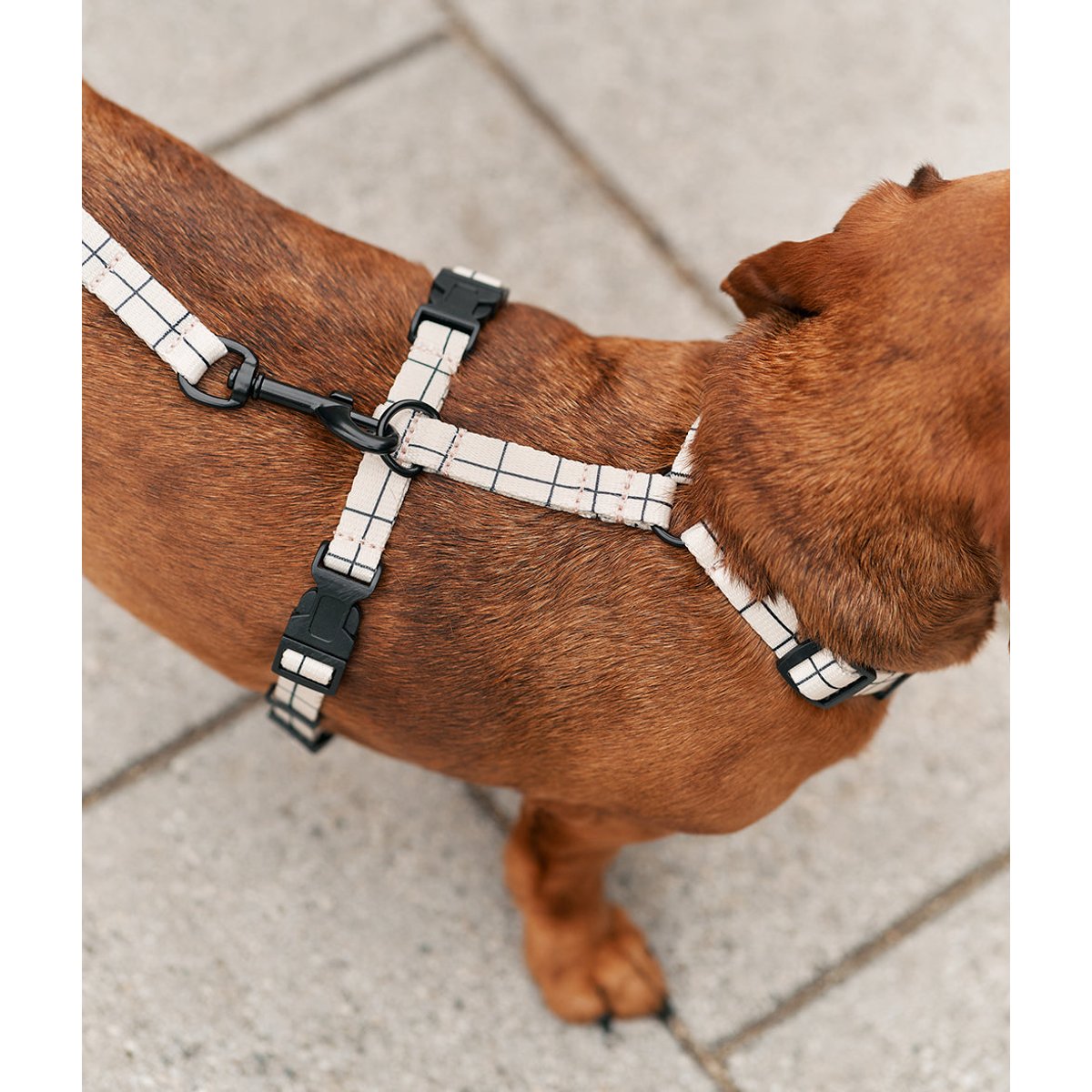 Harnais pour chien en PET recyclé, JUNO blanc, CAFIDE