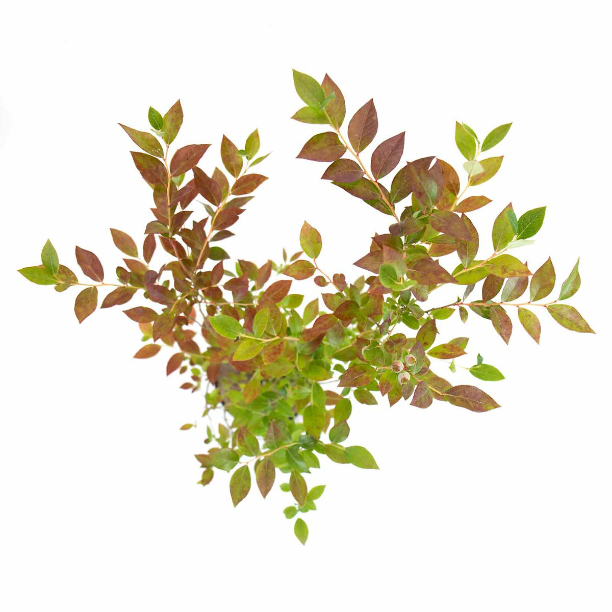 Planta Mirtilo, BIOMA verde, BIOMA PLANTS