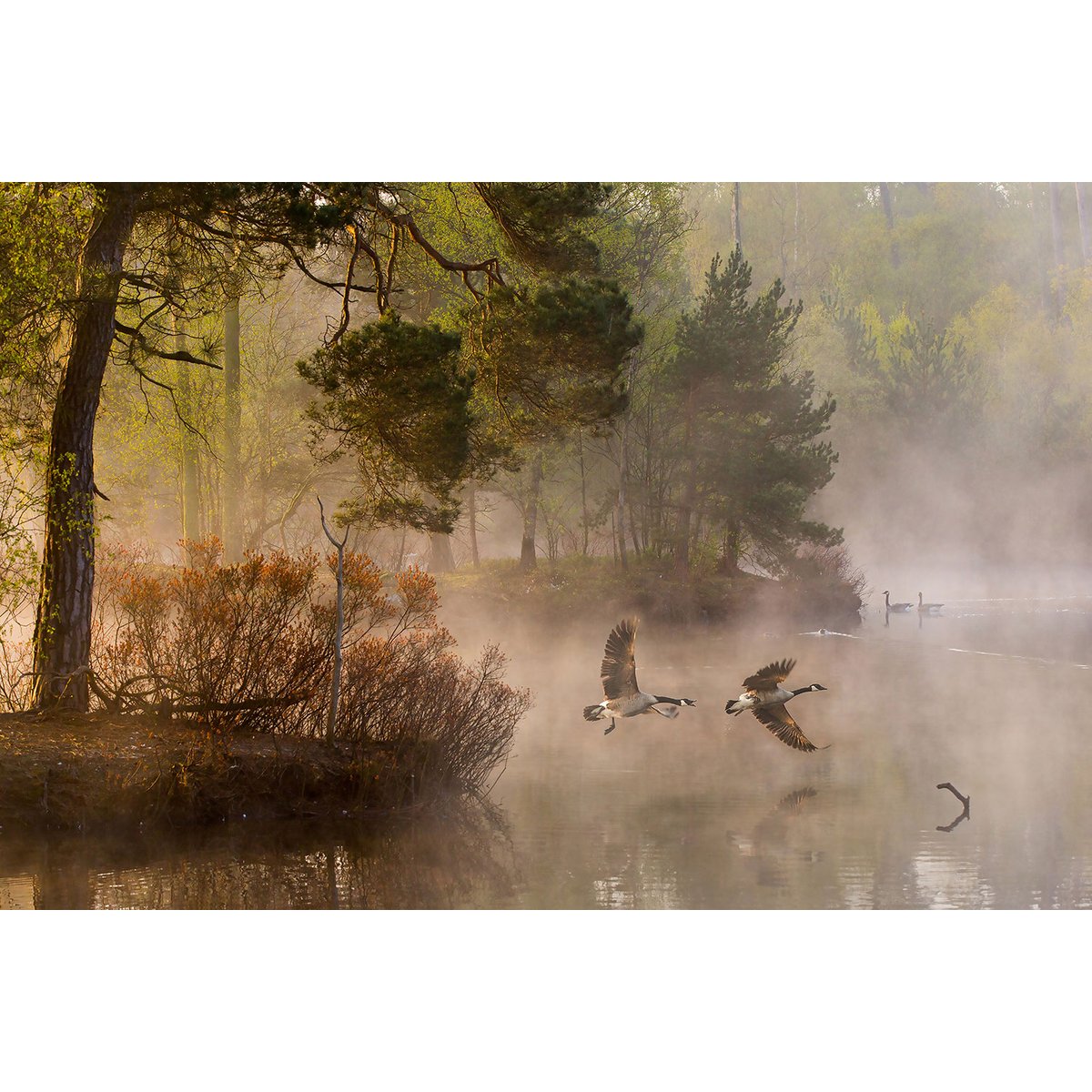 Tableau oies sauvages tableau alu dibond, HEXOA