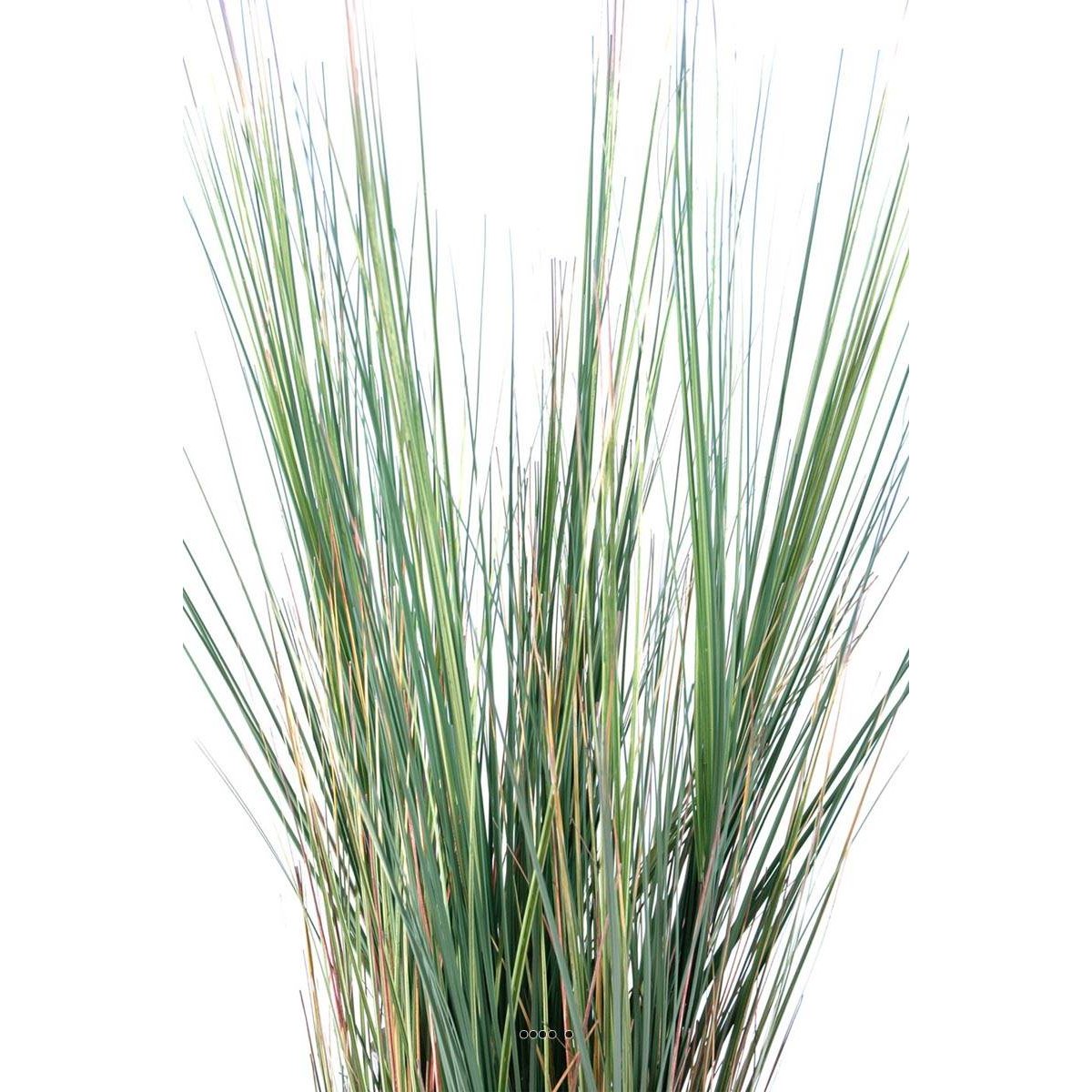 Isolepsis artificiel Graminée Herbe d vert, ARTIFICIELLES