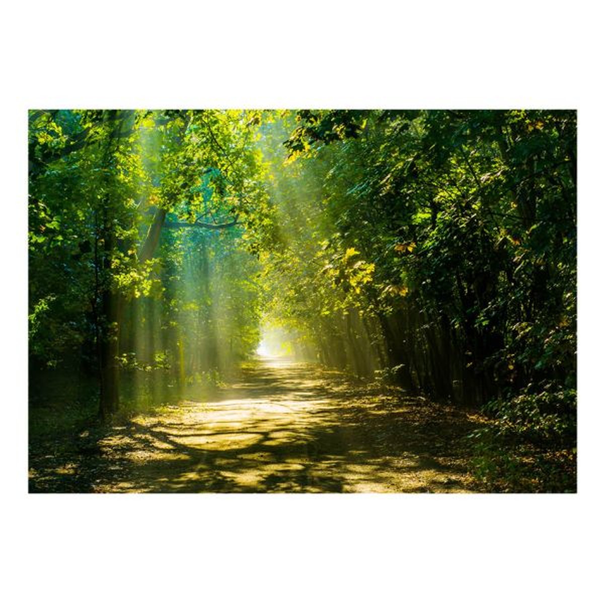 Papier peint intissé panoramique Paysage Road in Sunlight vert, EDEN