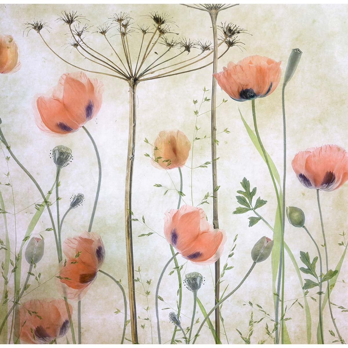 Papier peint coquelicots intissé, HEXOA