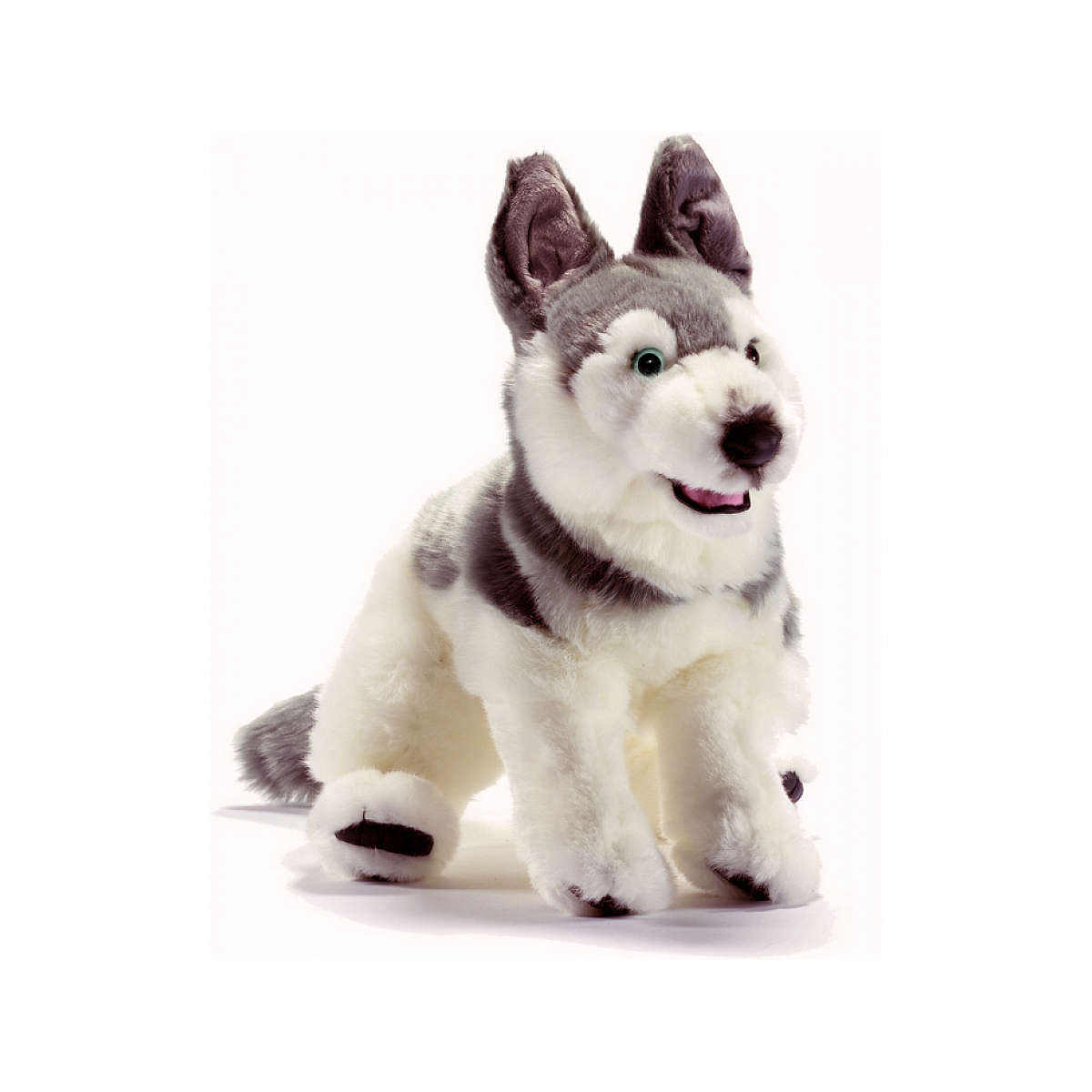 Husky couleur unique, ANIMA