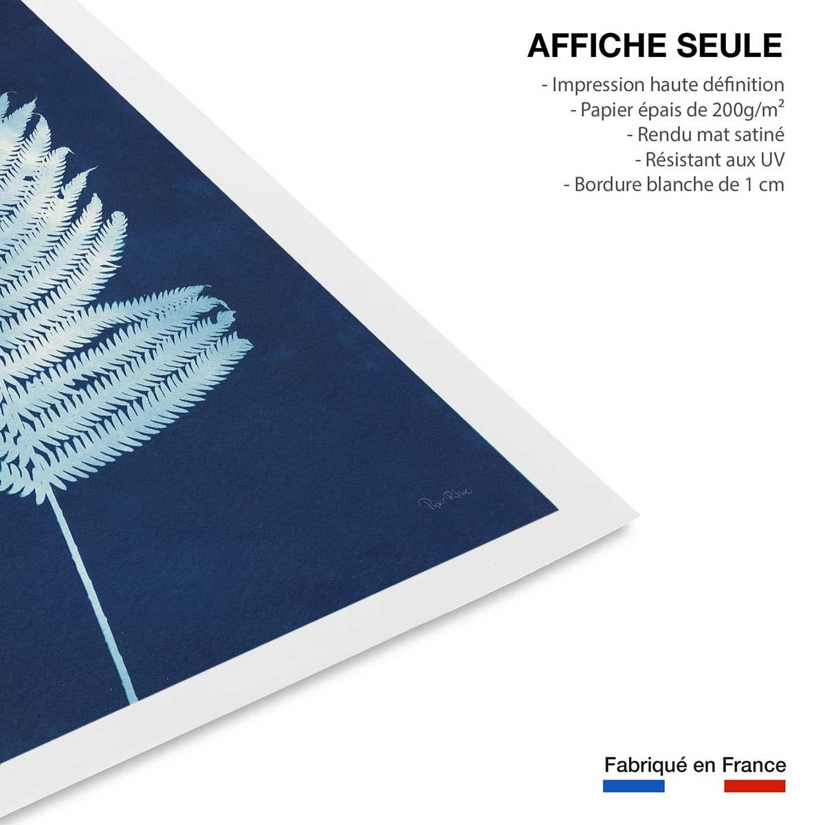 Affiche Fougère d'argent affiche seule, HEXOA