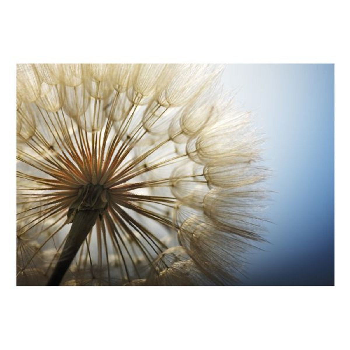 Papier peint intissé panoramique Fleurs Summer Delight beige, EDEN