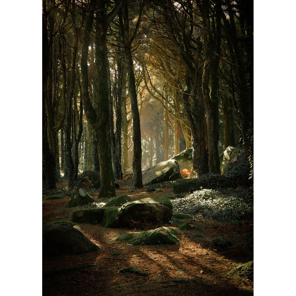 Tableau Mural Sous Bois FORÊT tableaux sur toile-vert, CEANOTHE