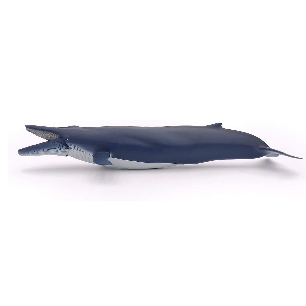 Baleine bleue bleu marine, PAPO