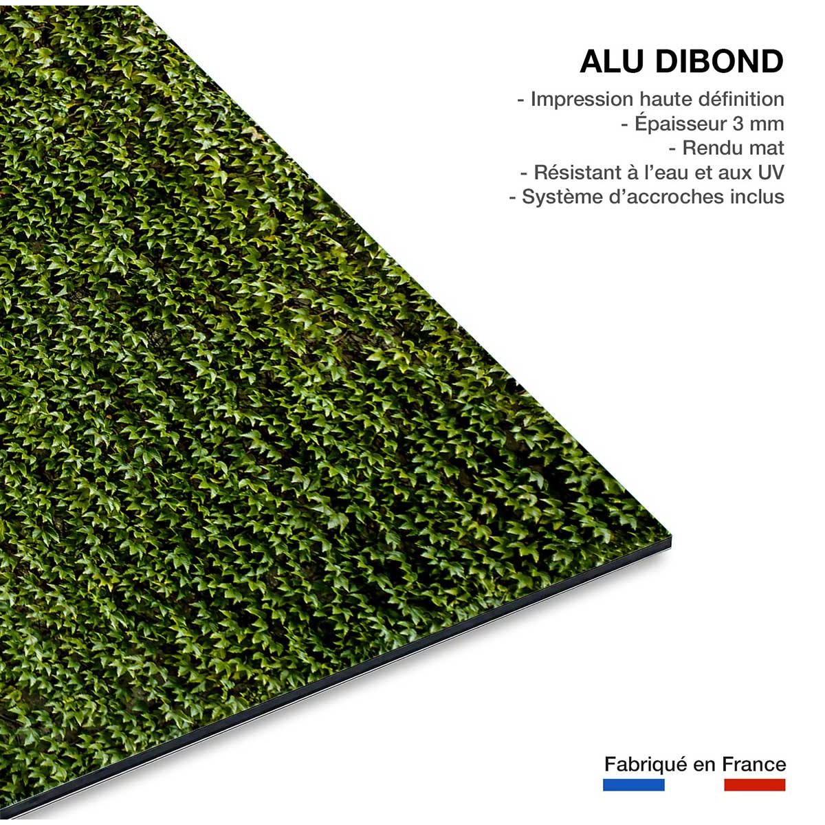 Tableau nature mur de lierres tableau alu dibond, HEXOA