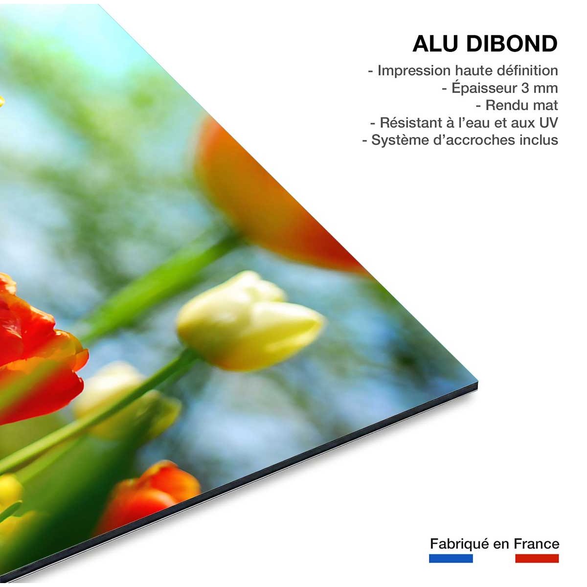 Tableau nature tulipes tableau alu dibond, HEXOA