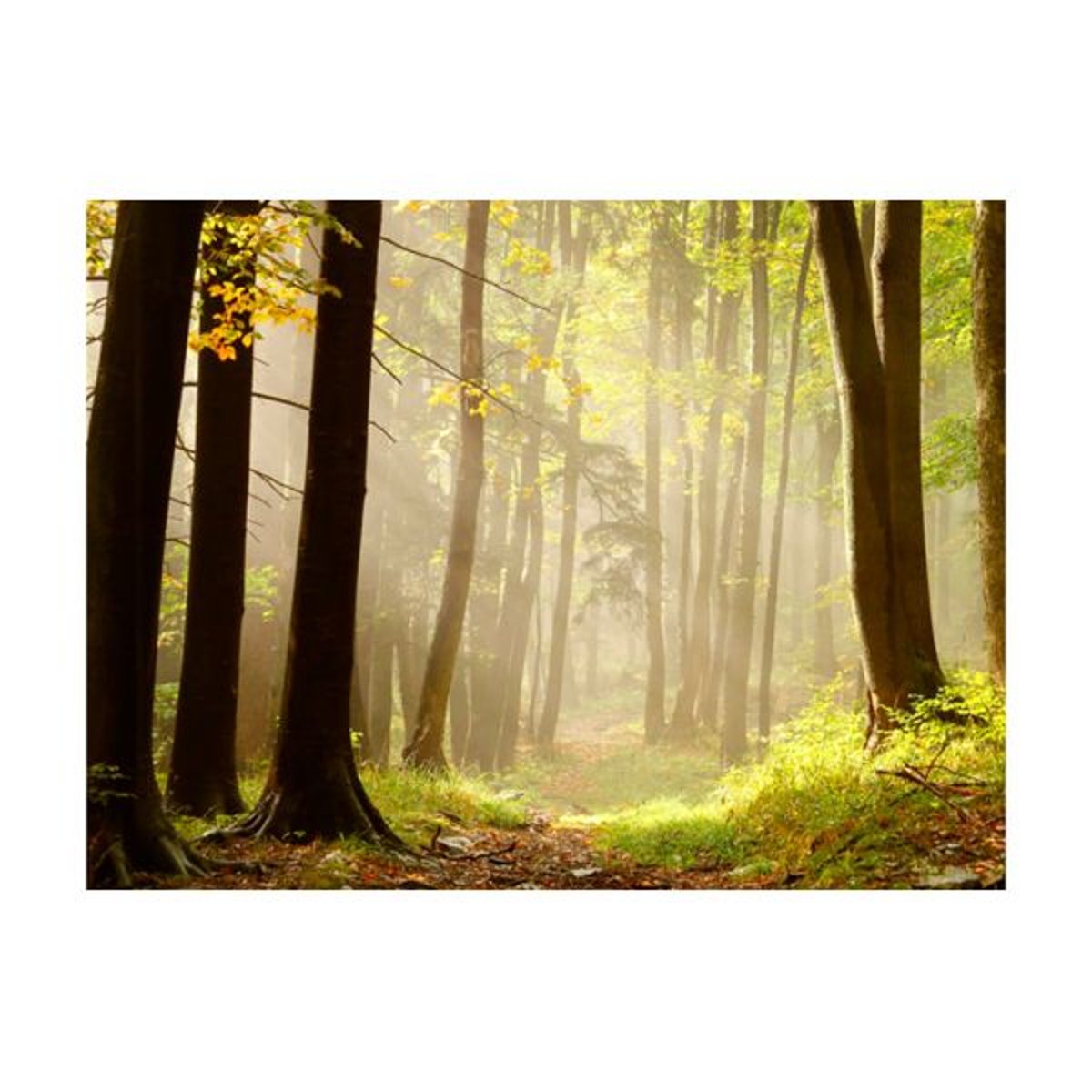 Papier peint intissé panoramique Paysage Mysterious forest path multicouleur, EDEN