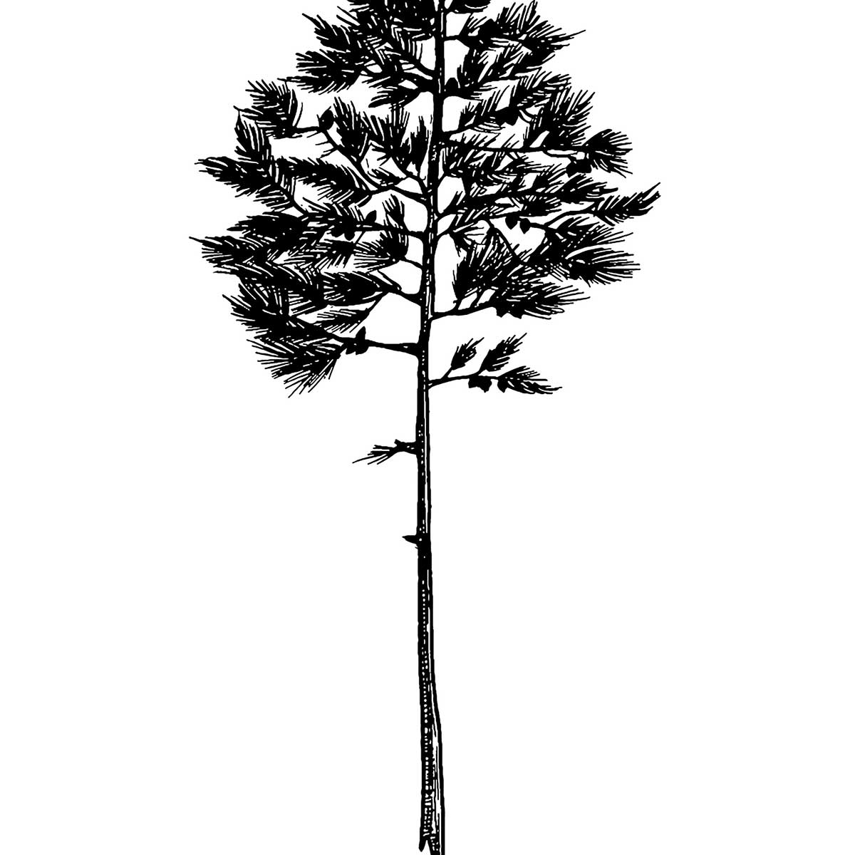 Poster pin landais affiche + cadre en bois - noir, HEXOA