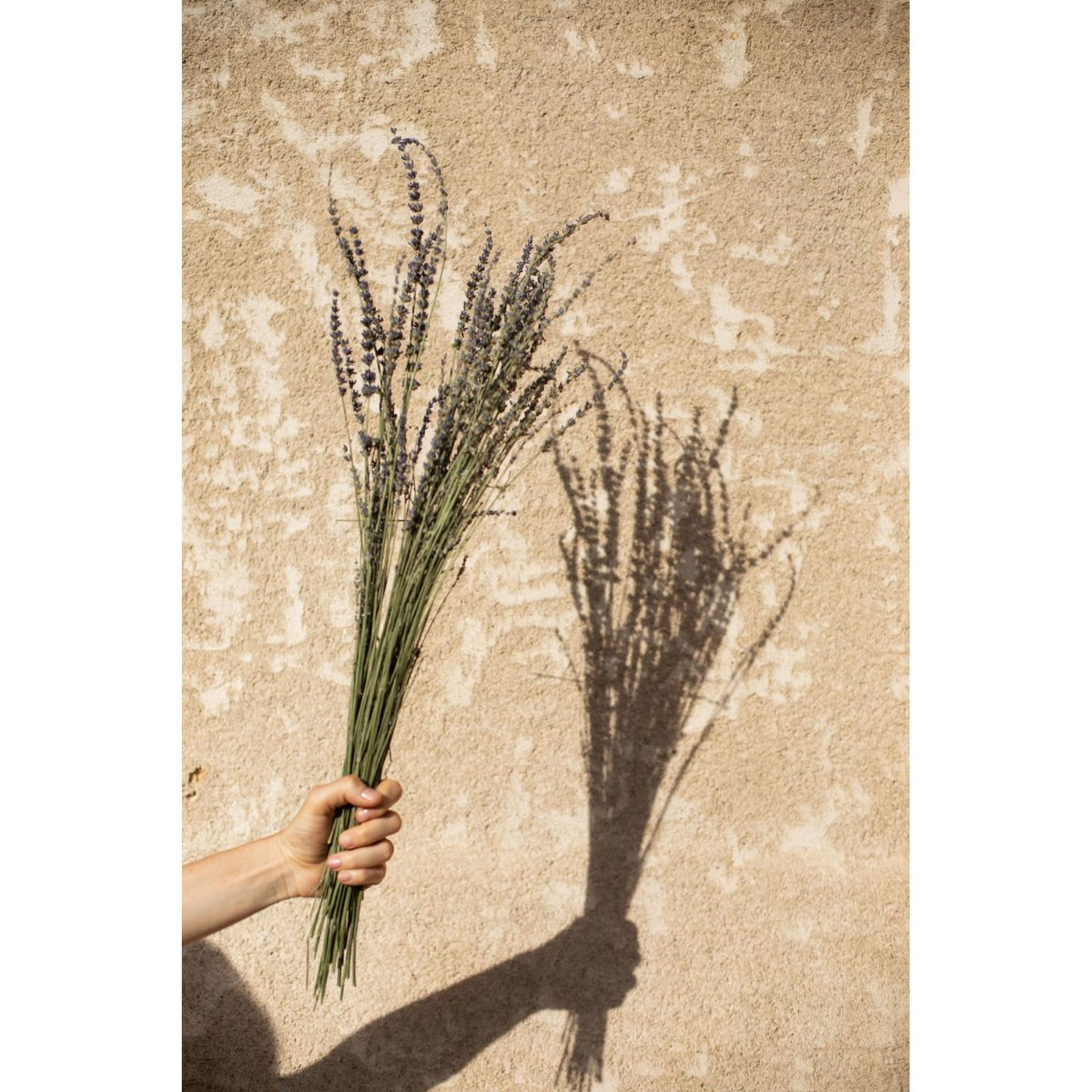 Bouquet de Fleurs Séchées - Lavandes vert, WADIGA