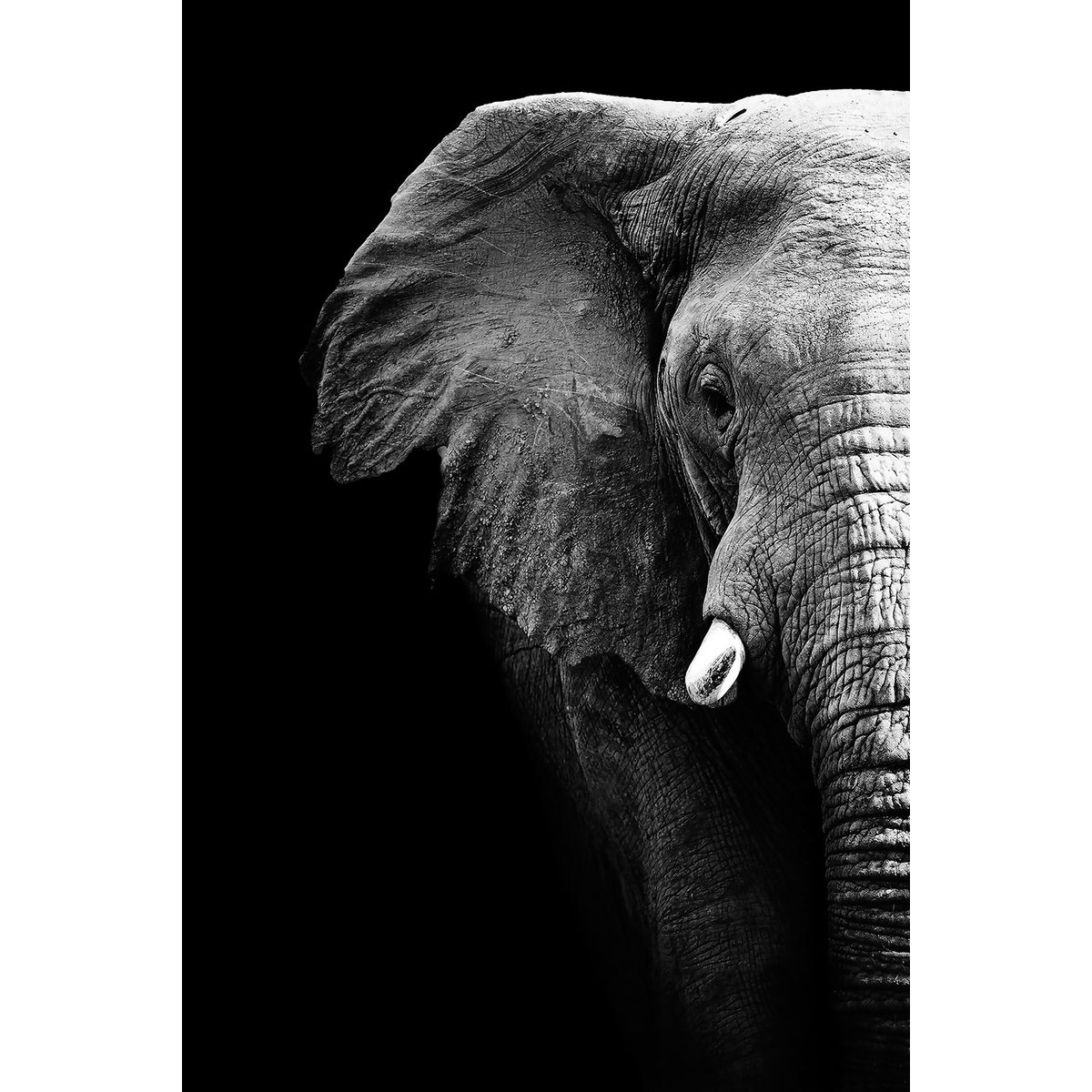 Tableau photo éléphant tableau alu dibond, HEXOA