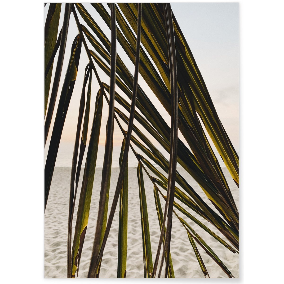 Poster Nature Feuille palmier plage blanc, L'AFFICHERIE