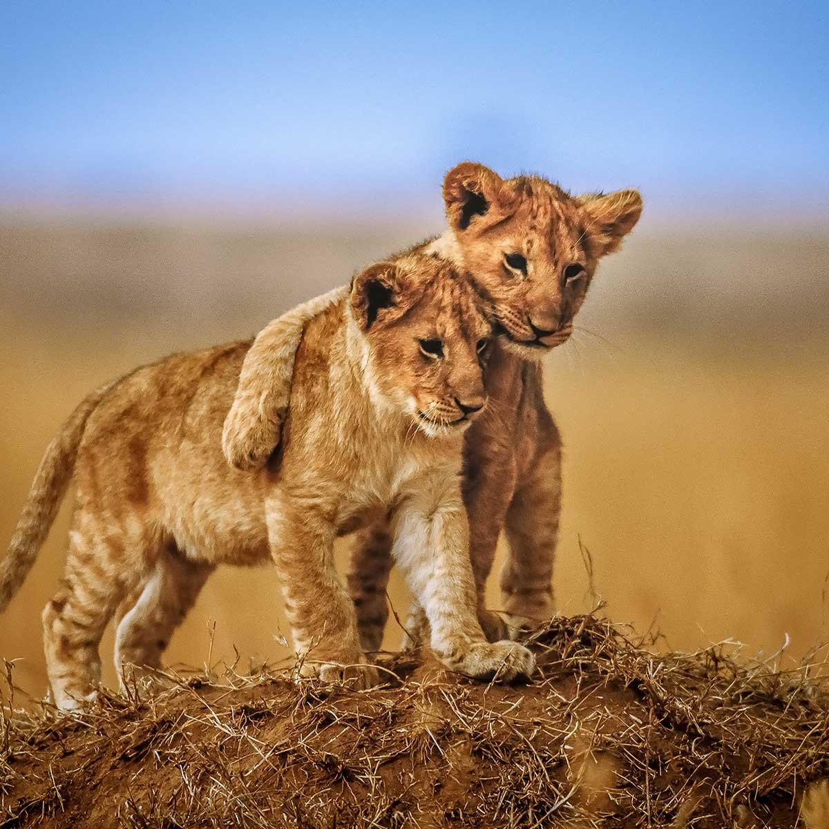 Tableau animaux brothers for the life tableau alu dibond, HEXOA