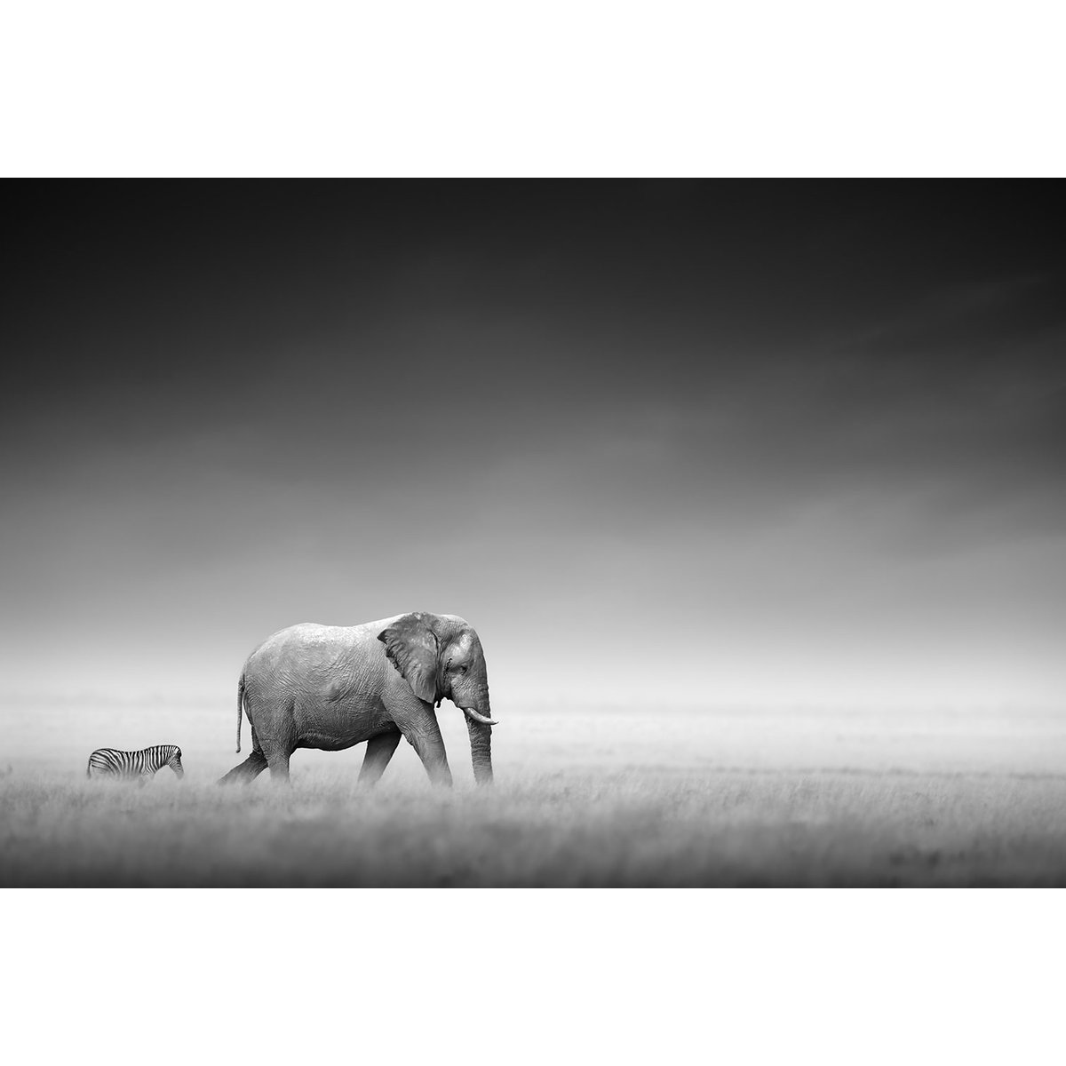 Tableau animaux artistic processing tableau alu dibond, HEXOA