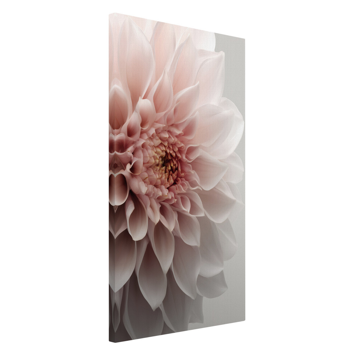Tableau Sur Toile Dahlia Décoratif FLEUR tableaux sur toile-rose, CEANOTHE