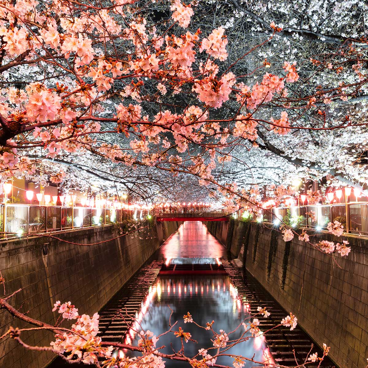 Tableau cerisiers et hanami à tokyo tableau alu dibond, HEXOA