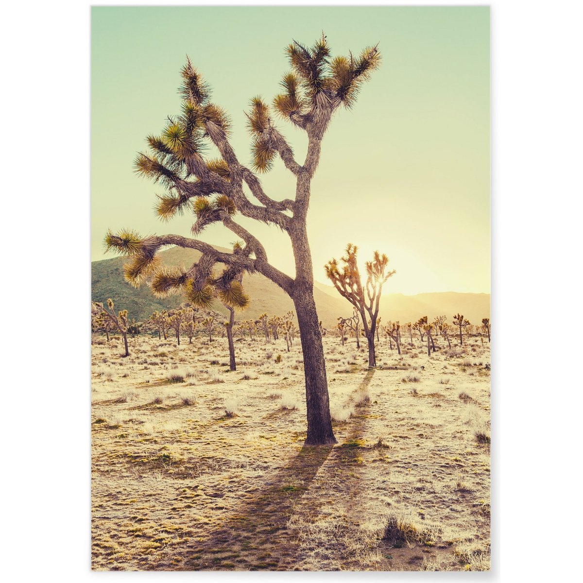 Affiche Nature Desert 1 blanc, L'AFFICHERIE