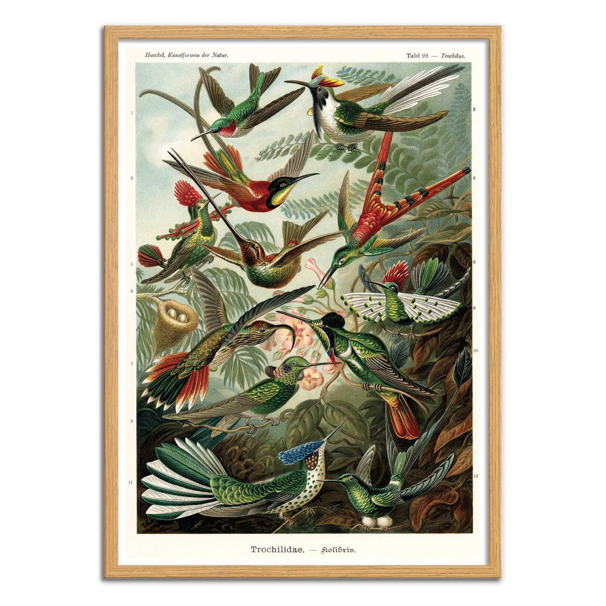 Affiche d'art - Trochilidae, 1899 couleur unique, WALL EDITIONS