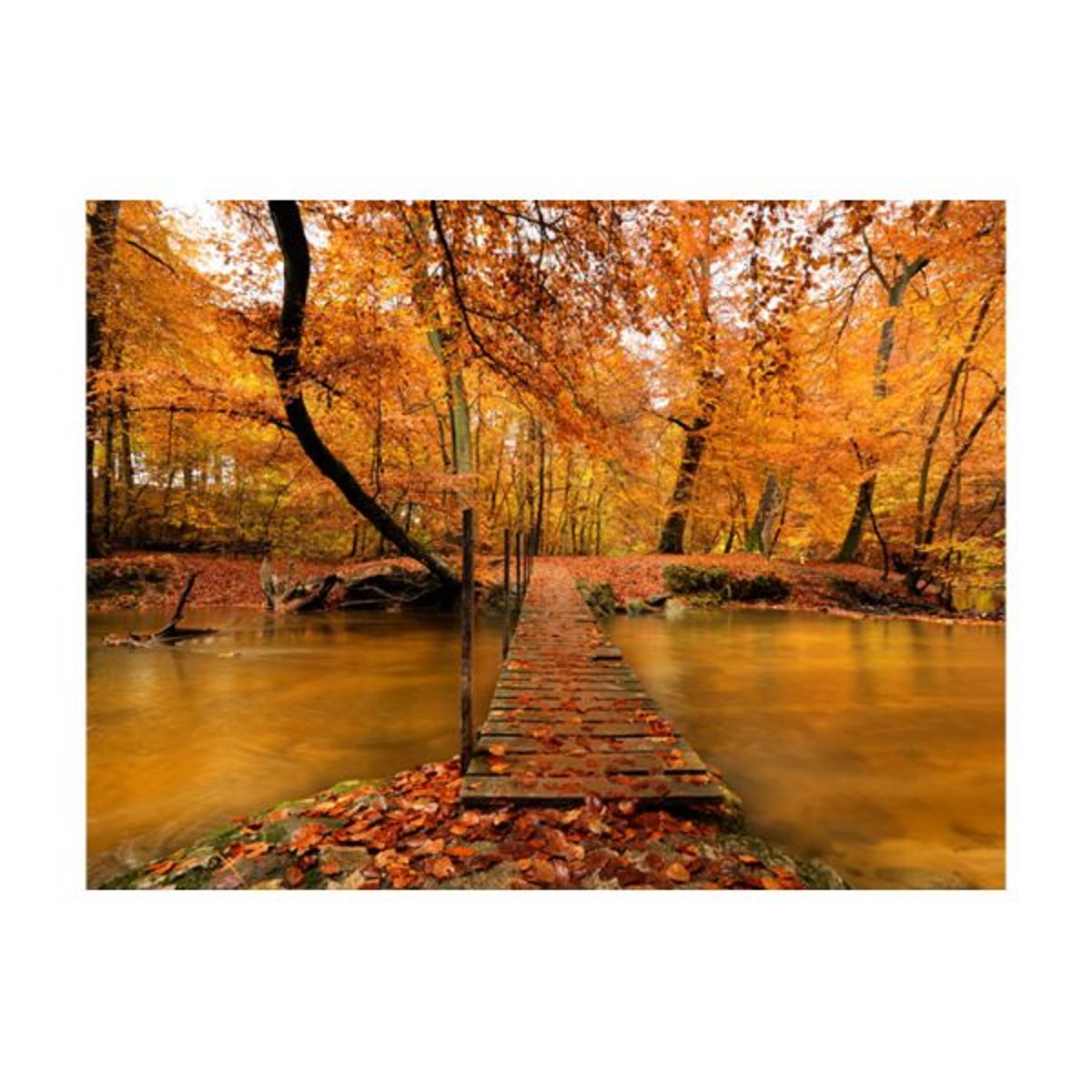 Papier peint intissé panoramique Paysage Passerelle en bois dans la forêt orange / cuivré, EDEN