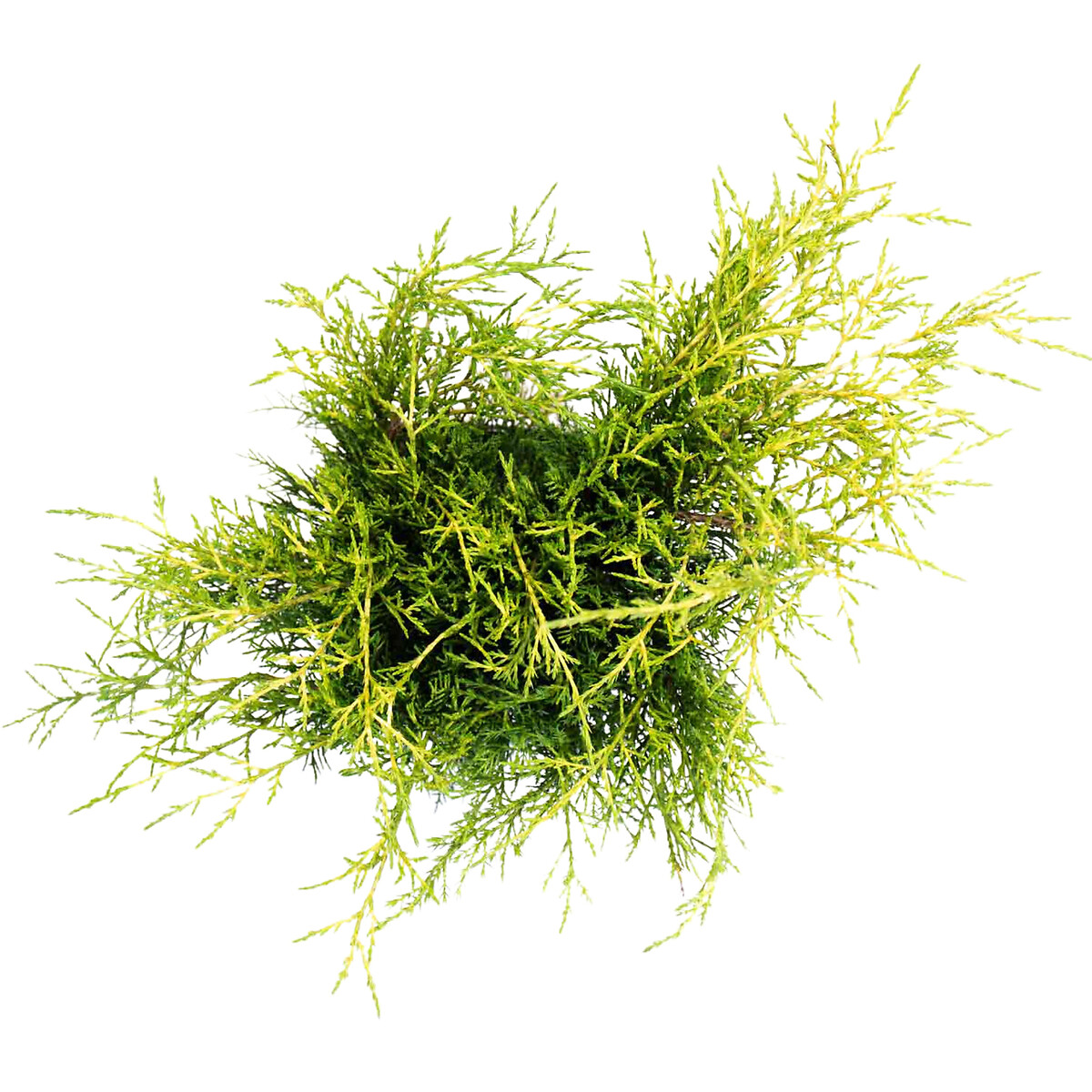 Planta Juniperus da China "old gold", BIOMA verde, BIOMA PLANTS