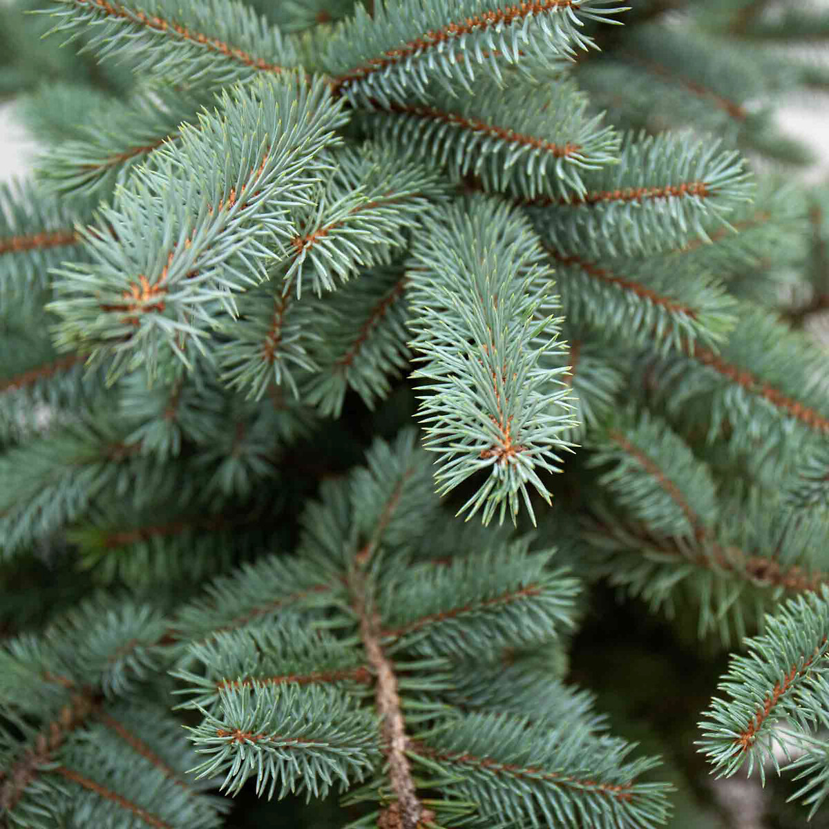 Abeto azul | Árvore de natal natural, BIOMA verde, BIOMA PLANTS
