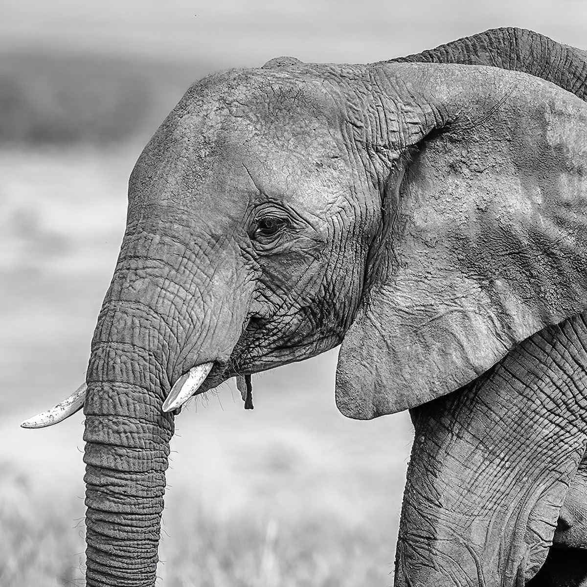 Papier peint éléphant et son petit intissé, HEXOA