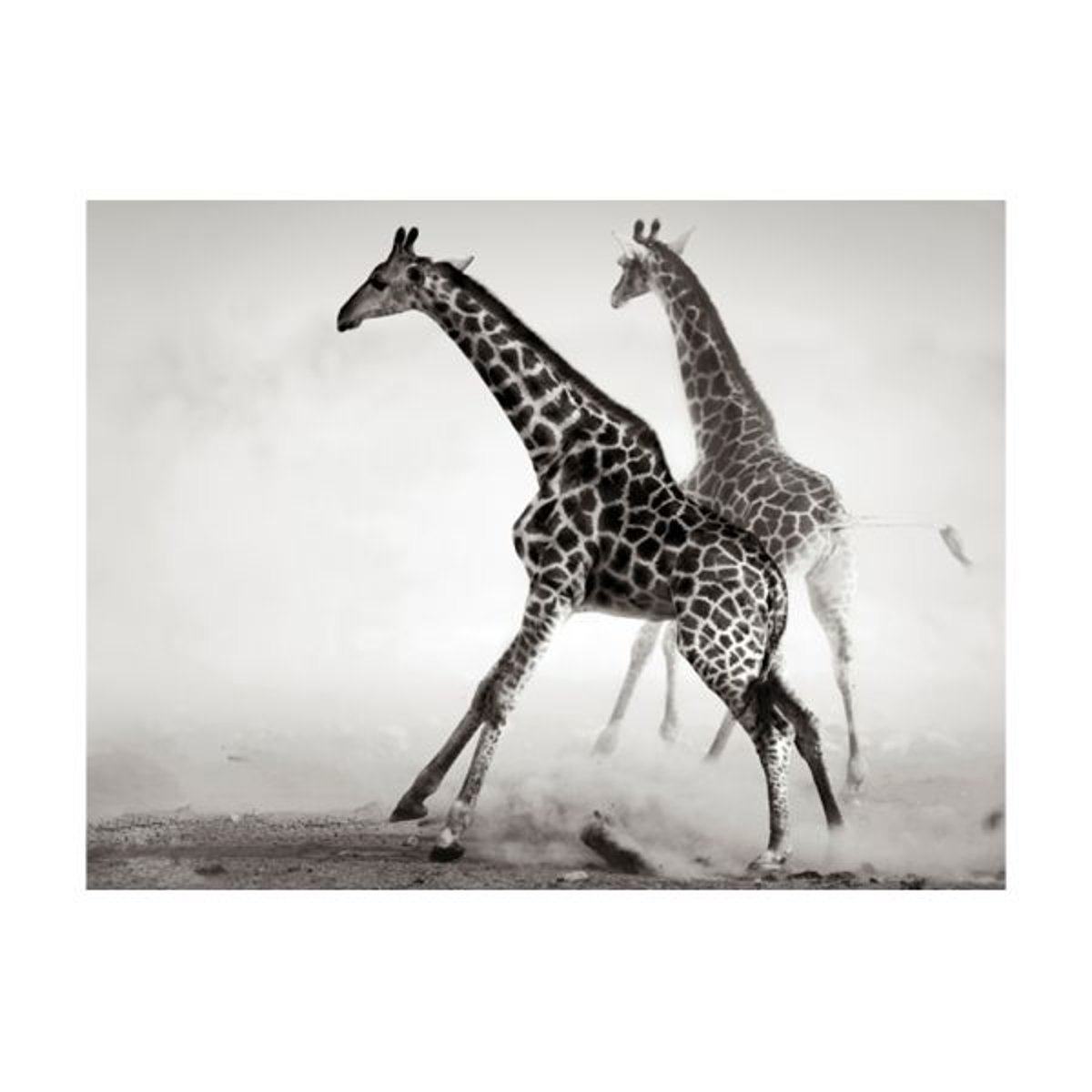 Papier peint intissé panoramique Animaux Girafes noir, EDEN
