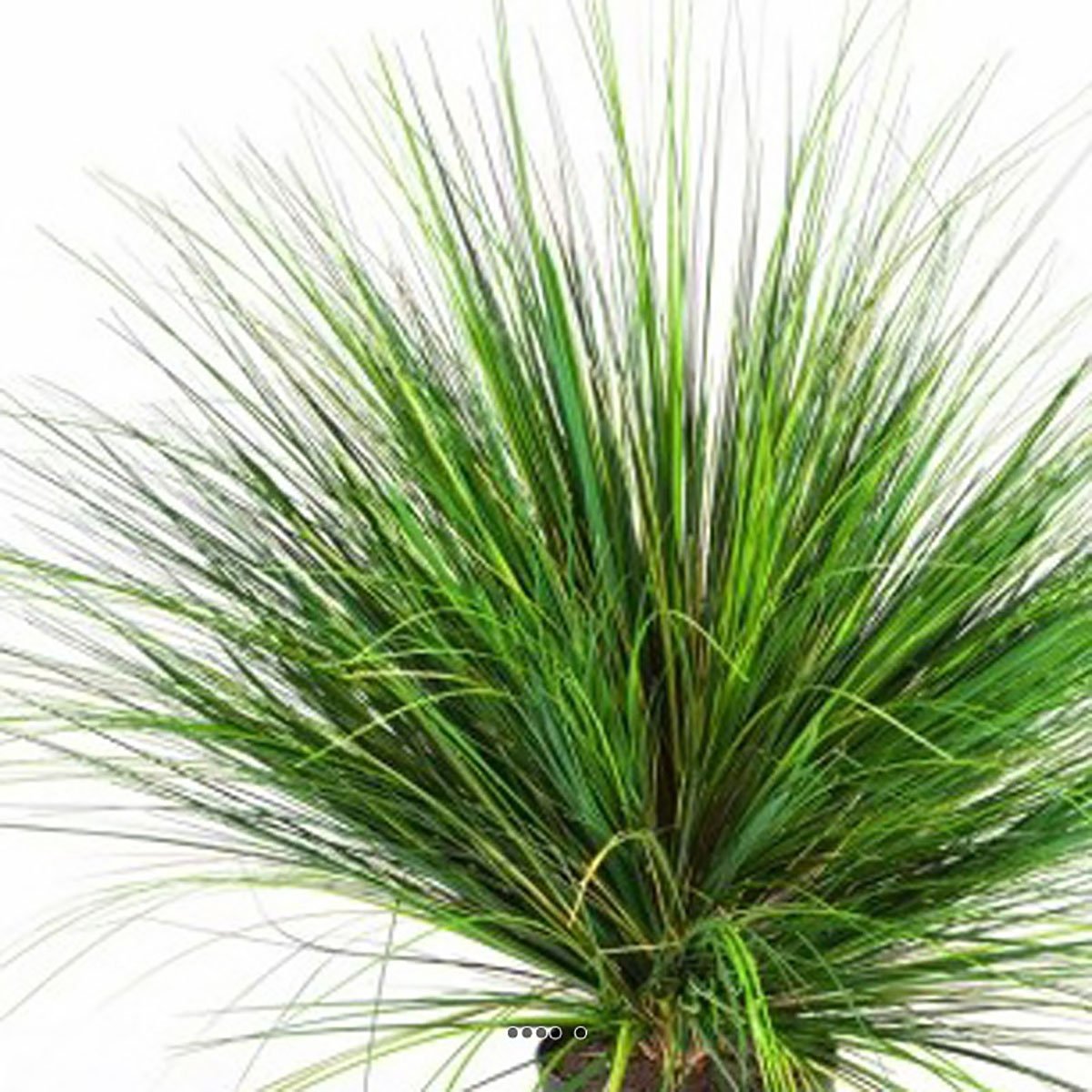 Graminée en pot factice D 65 cm vert-rouge couleur unique, ARTIFICIELLES