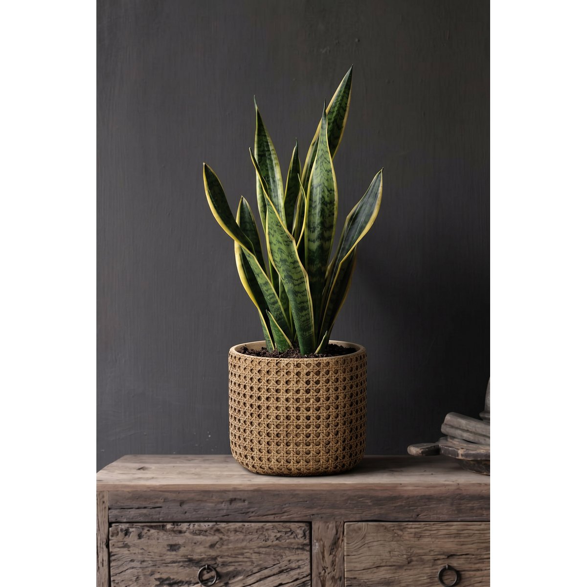 Cache-pot en béton RATTANROCK beige, BAZAR BIZAR