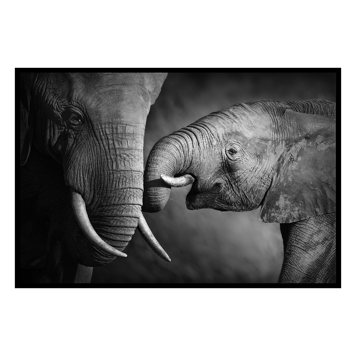 Affiche encadrée – Éléphants en noir et blanc, lien et émotion affiche + cadre en métal - noir, HEXOA