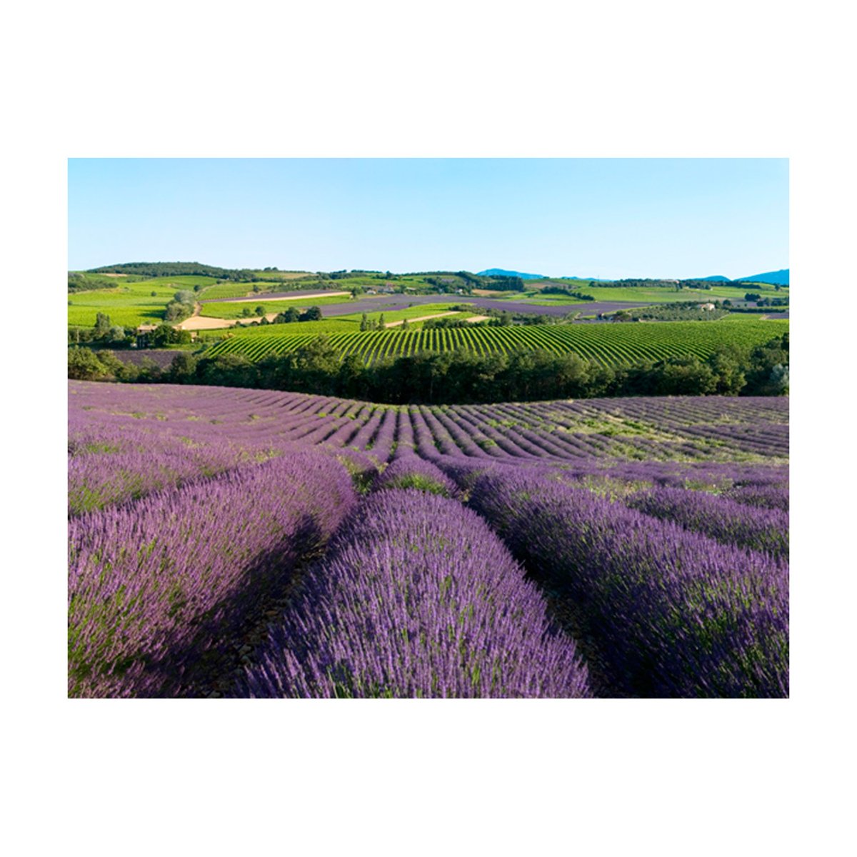 Papier peint intissé panoramique Fleurs Champs de lavande vert, EDEN