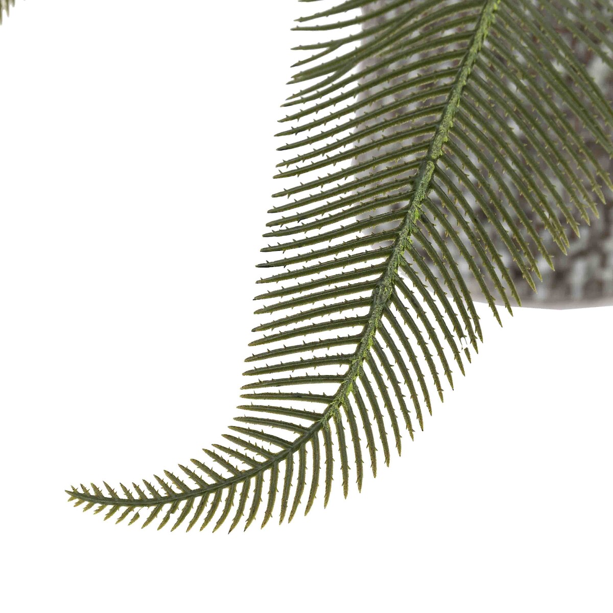 Wide Fern in Concrete Pot grey, ÉDITÉ