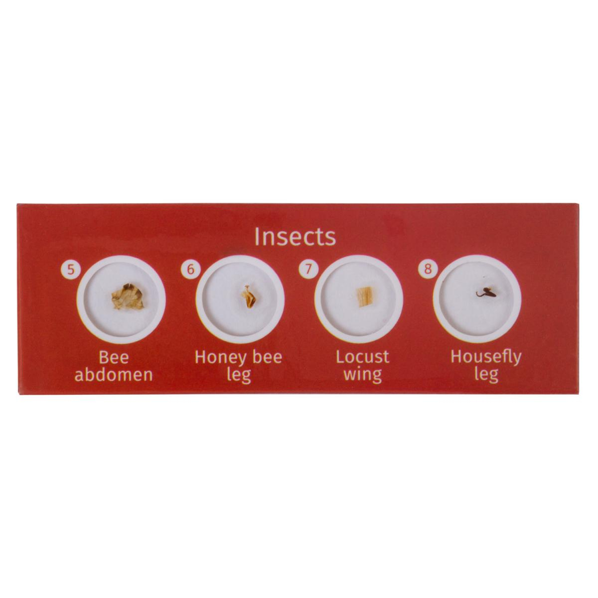Lames pour microscopes Levenhuk LabZZ C atures couleur unique, LABZZ