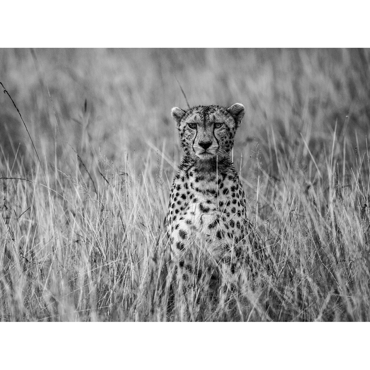 Papier peint guépard dans la savane intissé, HEXOA