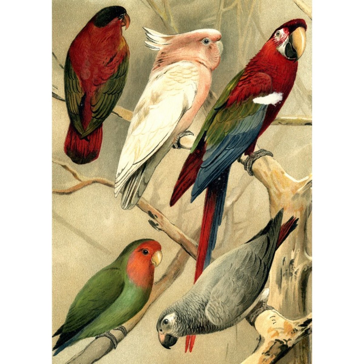 Poster perroquets  Parrots left side multicolore, THE DYBDAHL CO