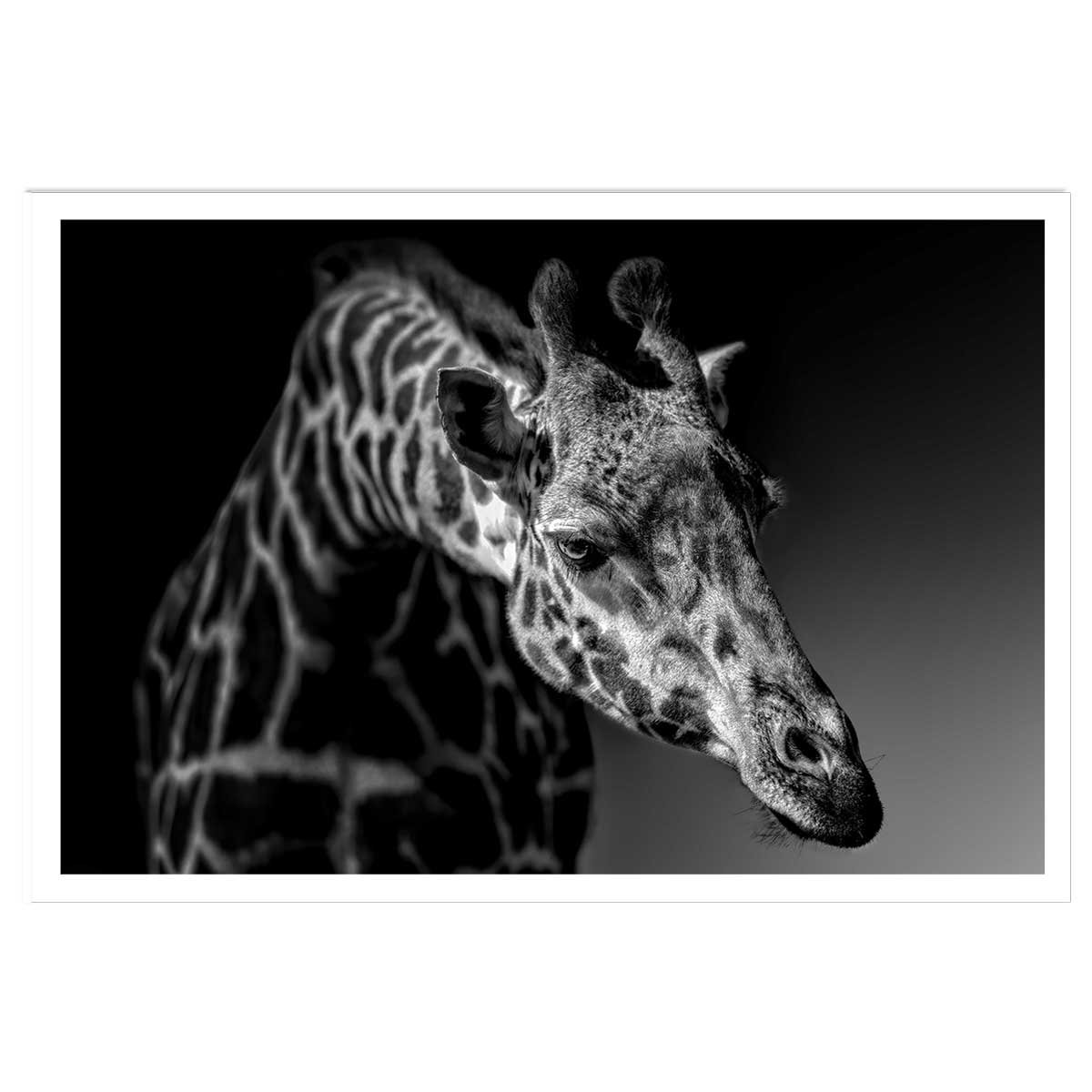 Affiche animaux girafe discrète affiche seule, HEXOA