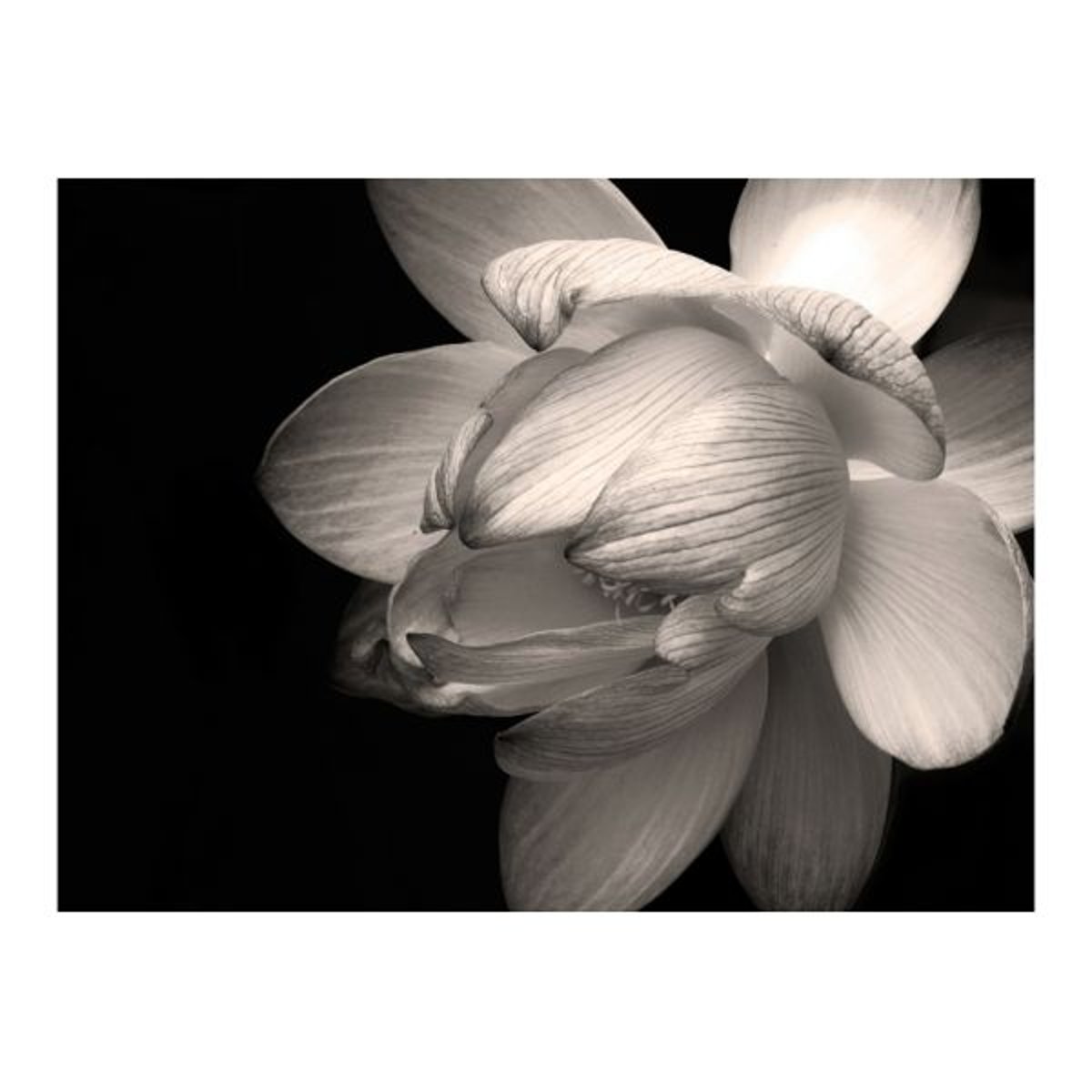 Papier peint intissé panoramique Fleurs Fleur de lotus noir, EDEN