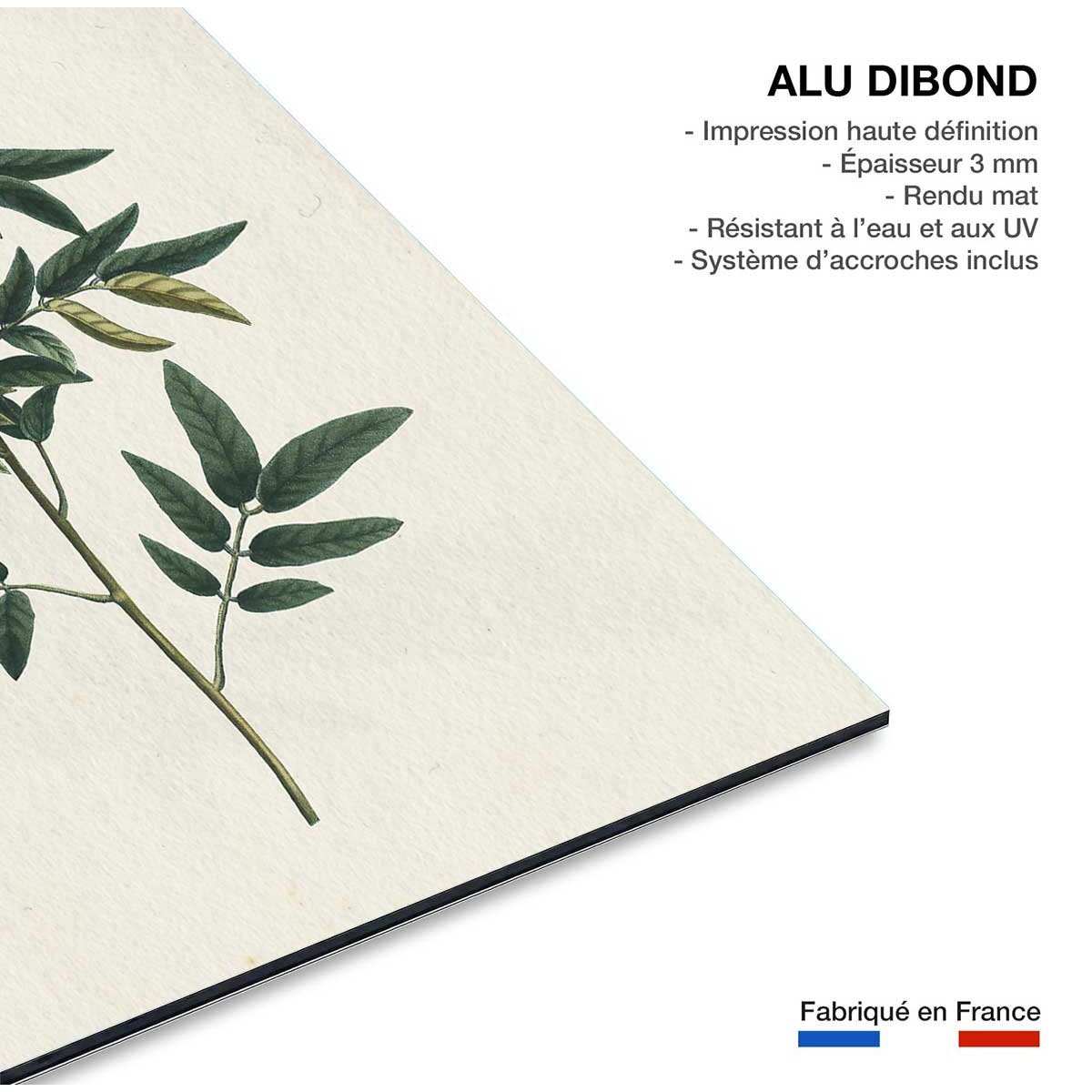 Tableau fleurs millepertuis illustré tableau alu dibond, HEXOA