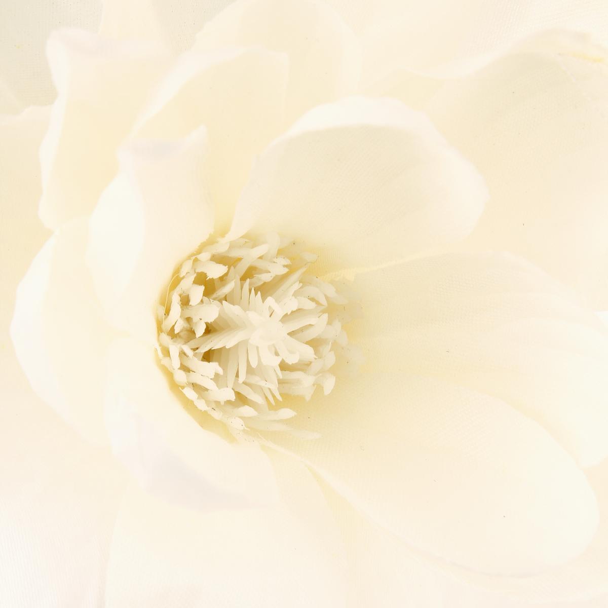 Branches de magnolia blanc, ATMOSPHERA