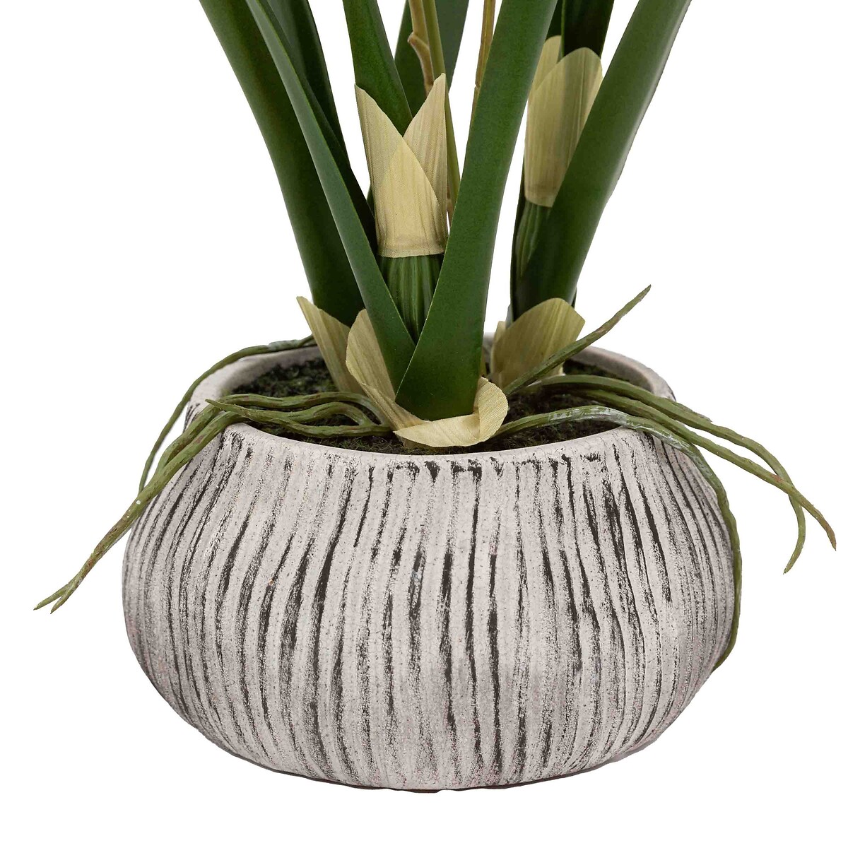 58cm Orchid in Low Ceramic Pot white, ÉDITÉ