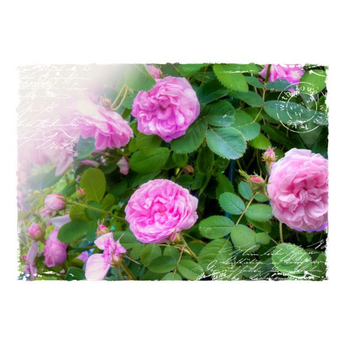 Papier peint intissé panoramique Fleurs Summer garden rose, EDEN