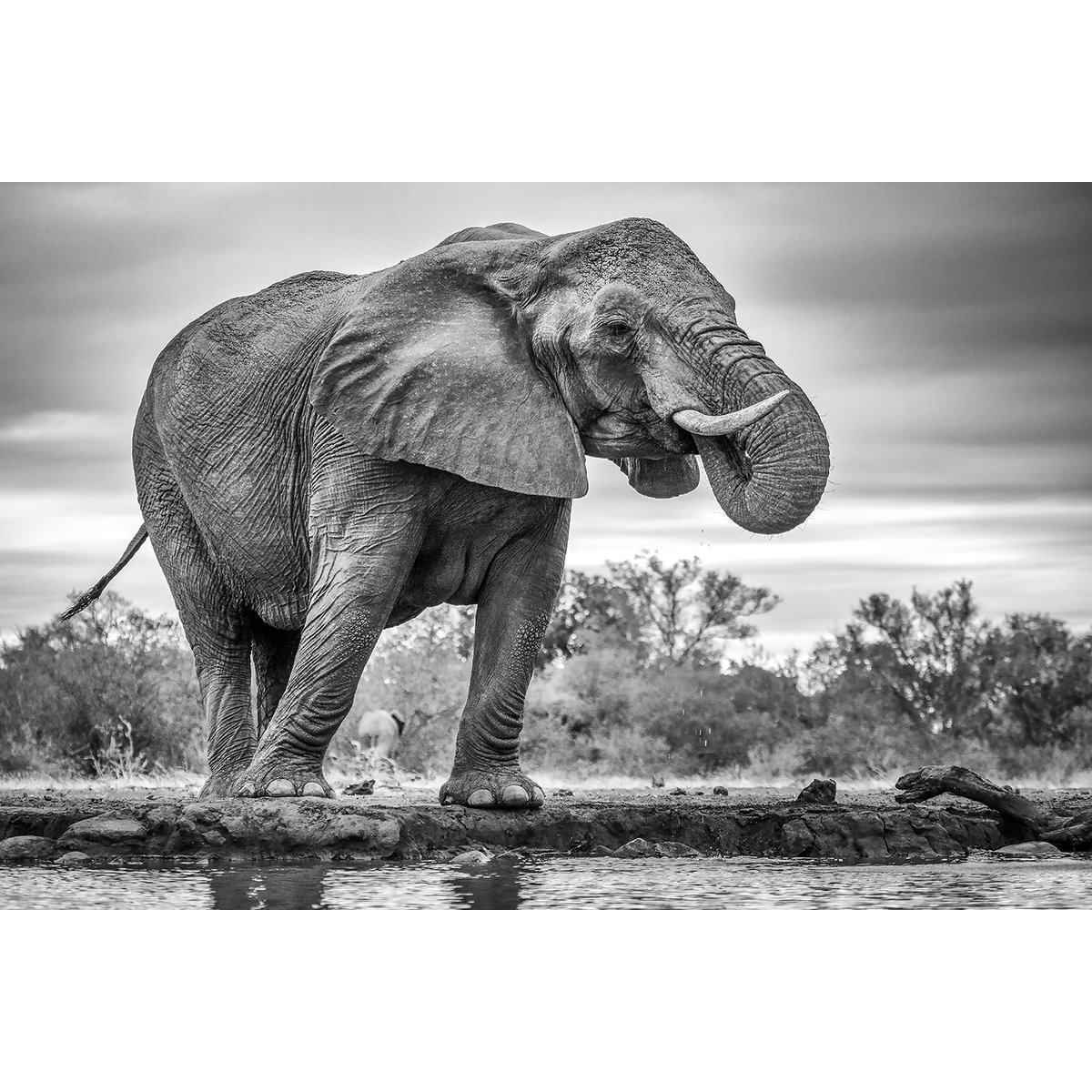 Tableau animaux standing proud tableau alu dibond, HEXOA