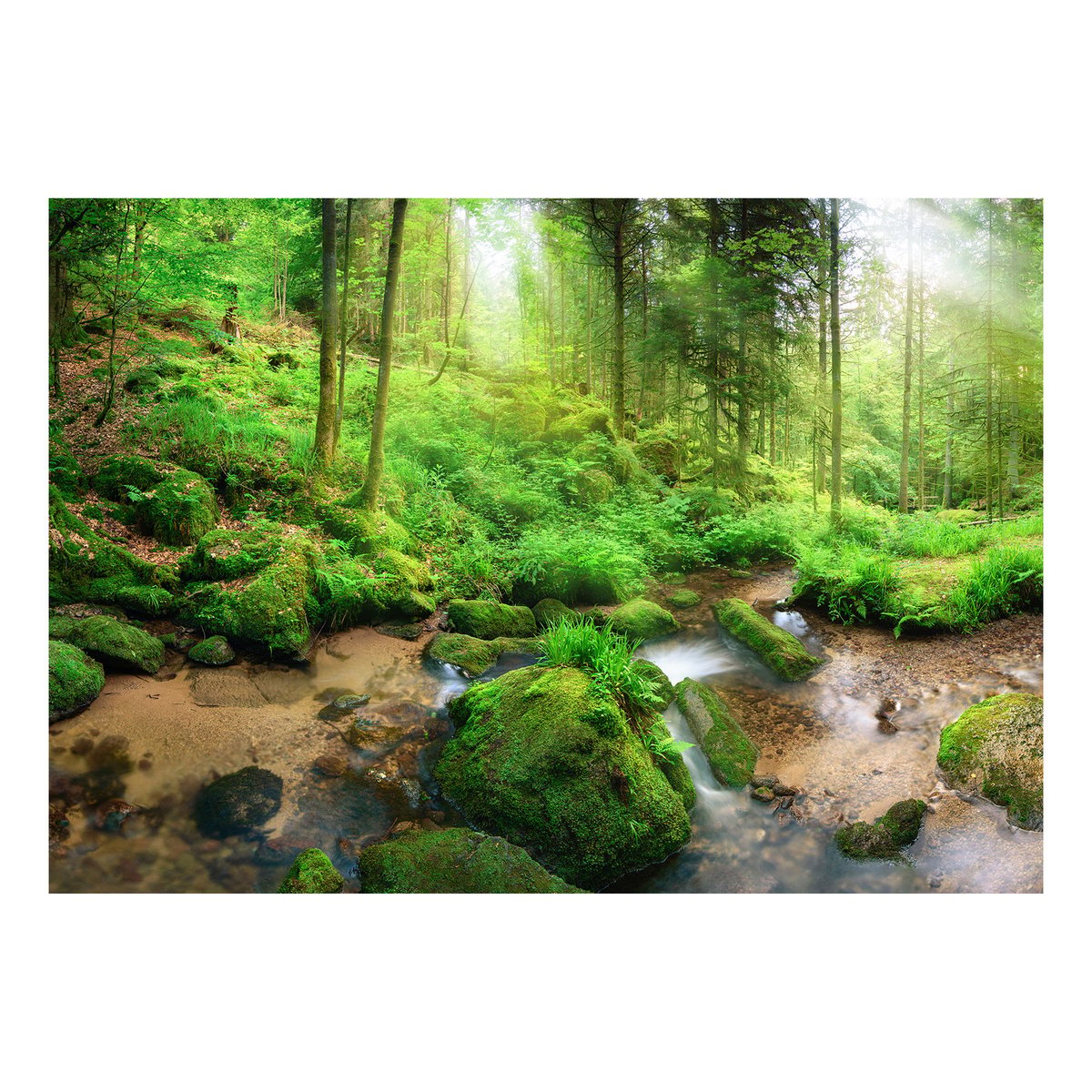 Papier peint intissé panoramique Paysage Humid Forest blanc, EDEN