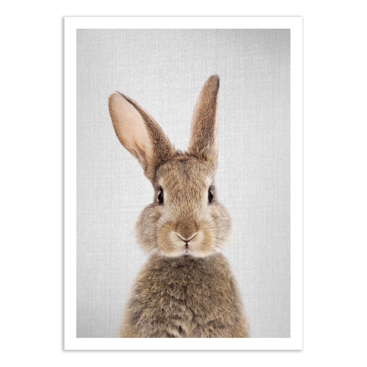 Affiche d’art et cadre noir 50 x 70 cm - Rabbit colorful - Gal Design affiche d'art, WALL EDITIONS